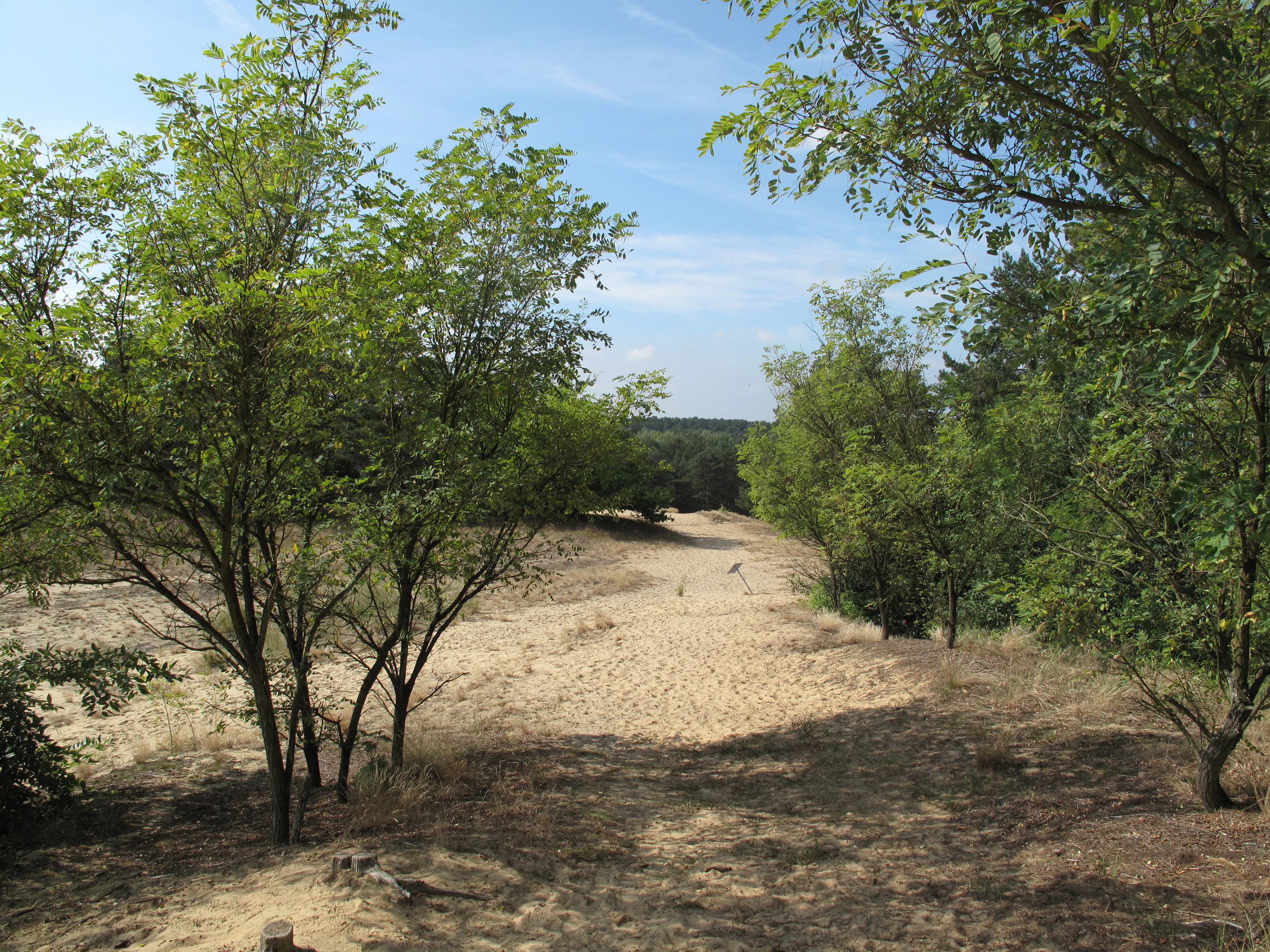A sandy trail winds through light forest and inland dune vegetation under a blue sky.