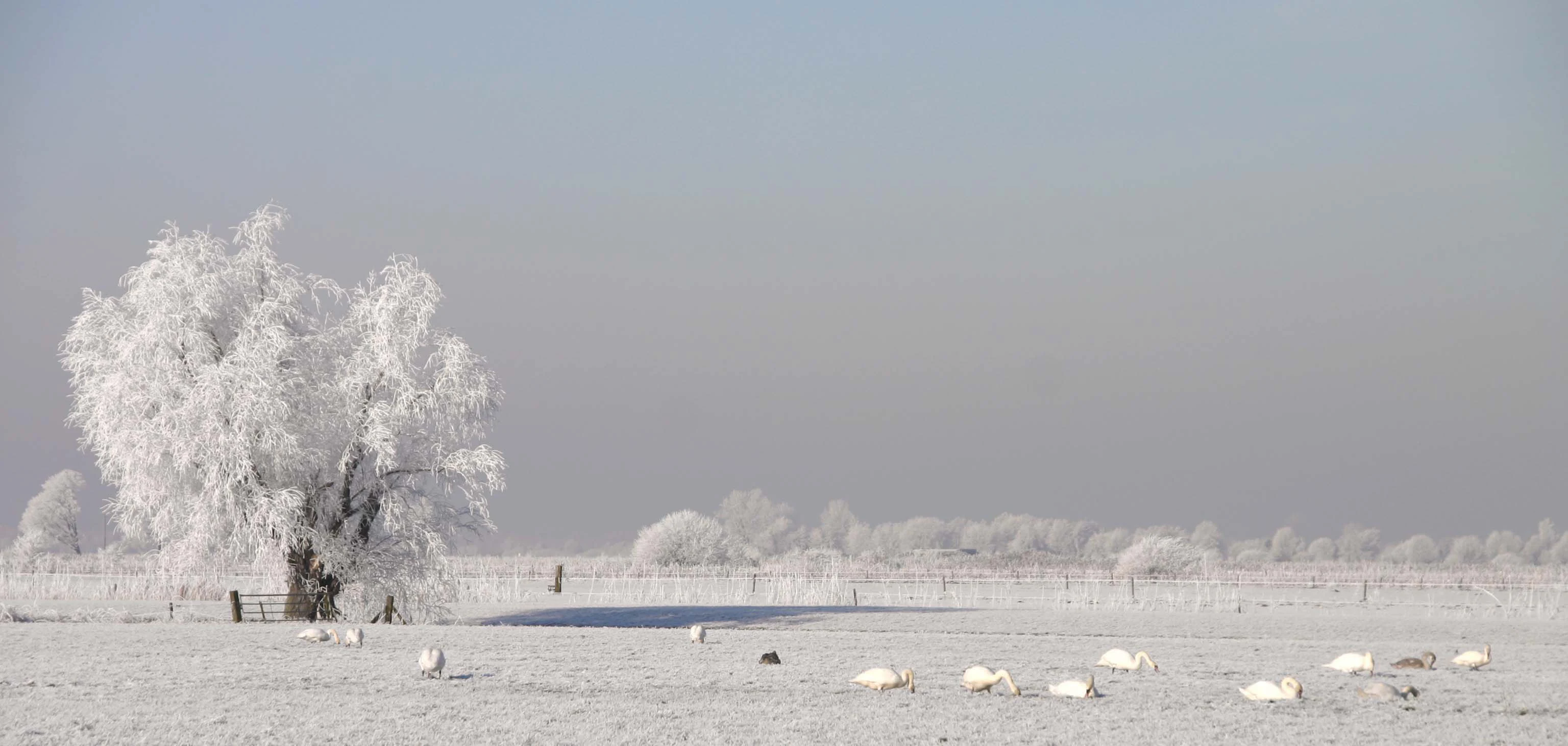 Un campo amplio y plano cubierto de escarcha con un gran árbol escarchado a la izquierda y una bandada de pájaros blancos descansando en la nieve a lo lejos.