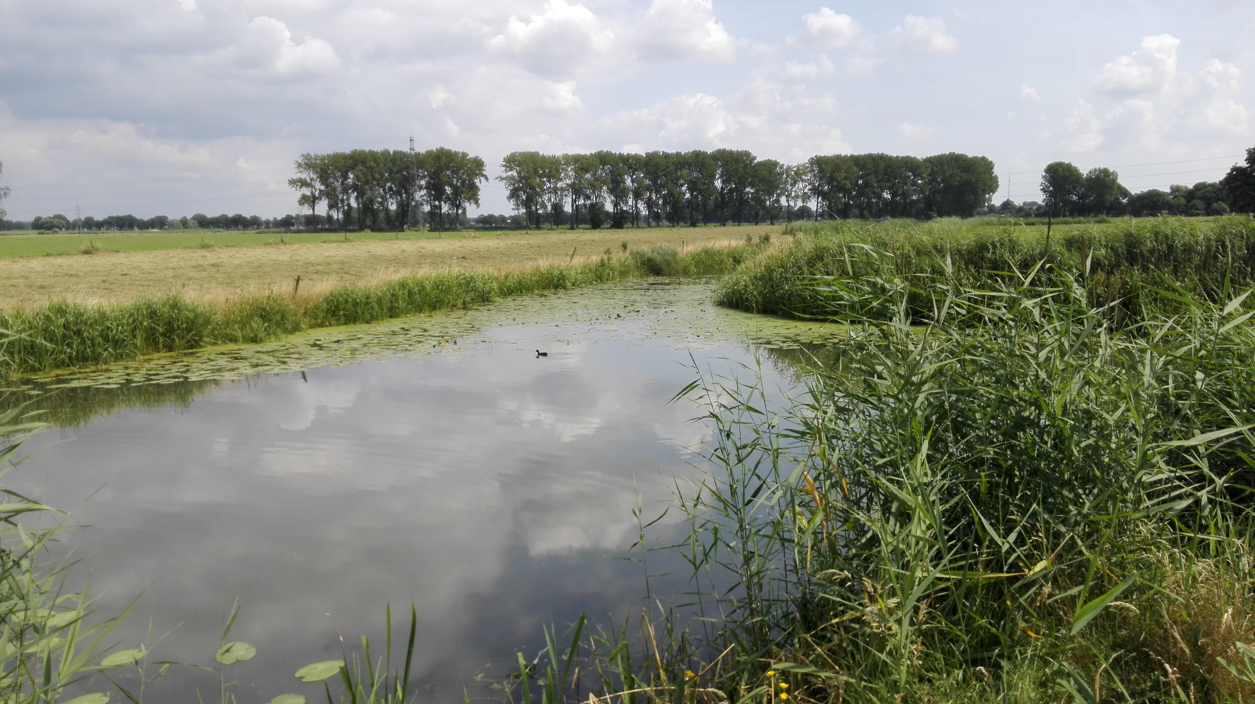 Un canal con agua tranquila y juncos bordeando las orillas, con campos abiertos y una hilera de árboles al fondo bajo un cielo nublado.