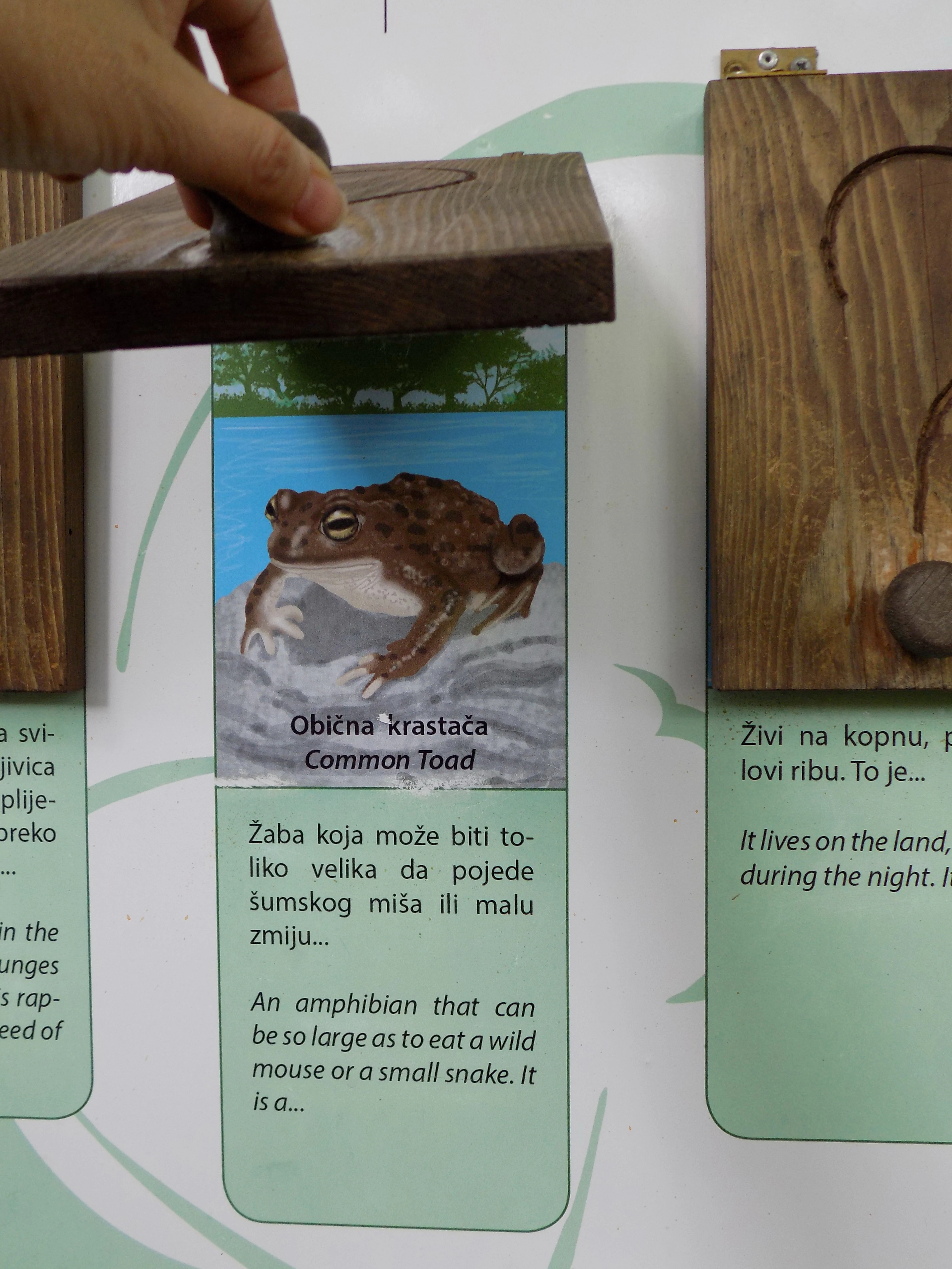 Educational display card showing an illustration of a Common Toad with descriptive text in English and another language