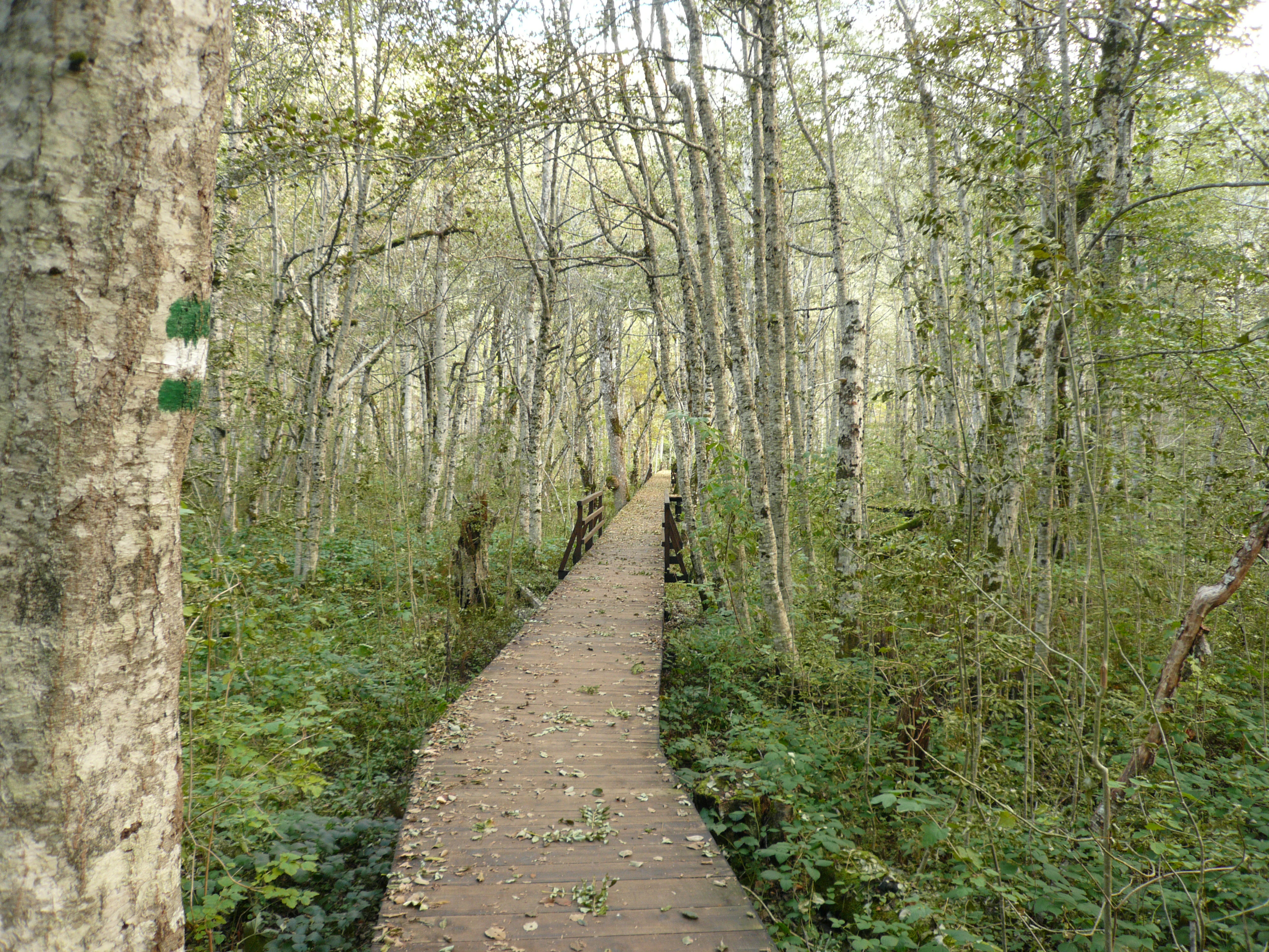 Wooden boardwalk trail through forest with green and white trail marker on tree trunk