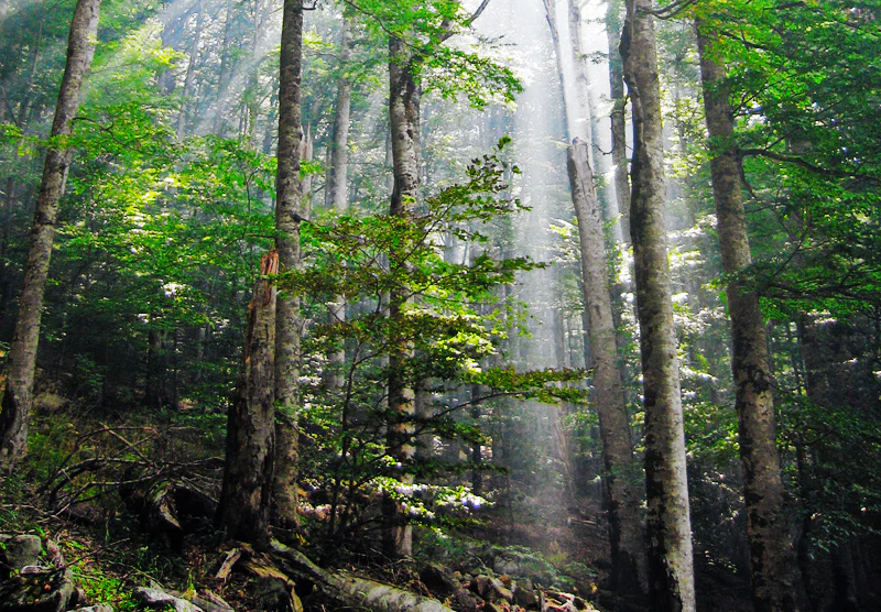 Sunlight rays piercing through a dense temperate forest canopy, illuminating tall tree trunks and green foliage in Biogradska Gora.