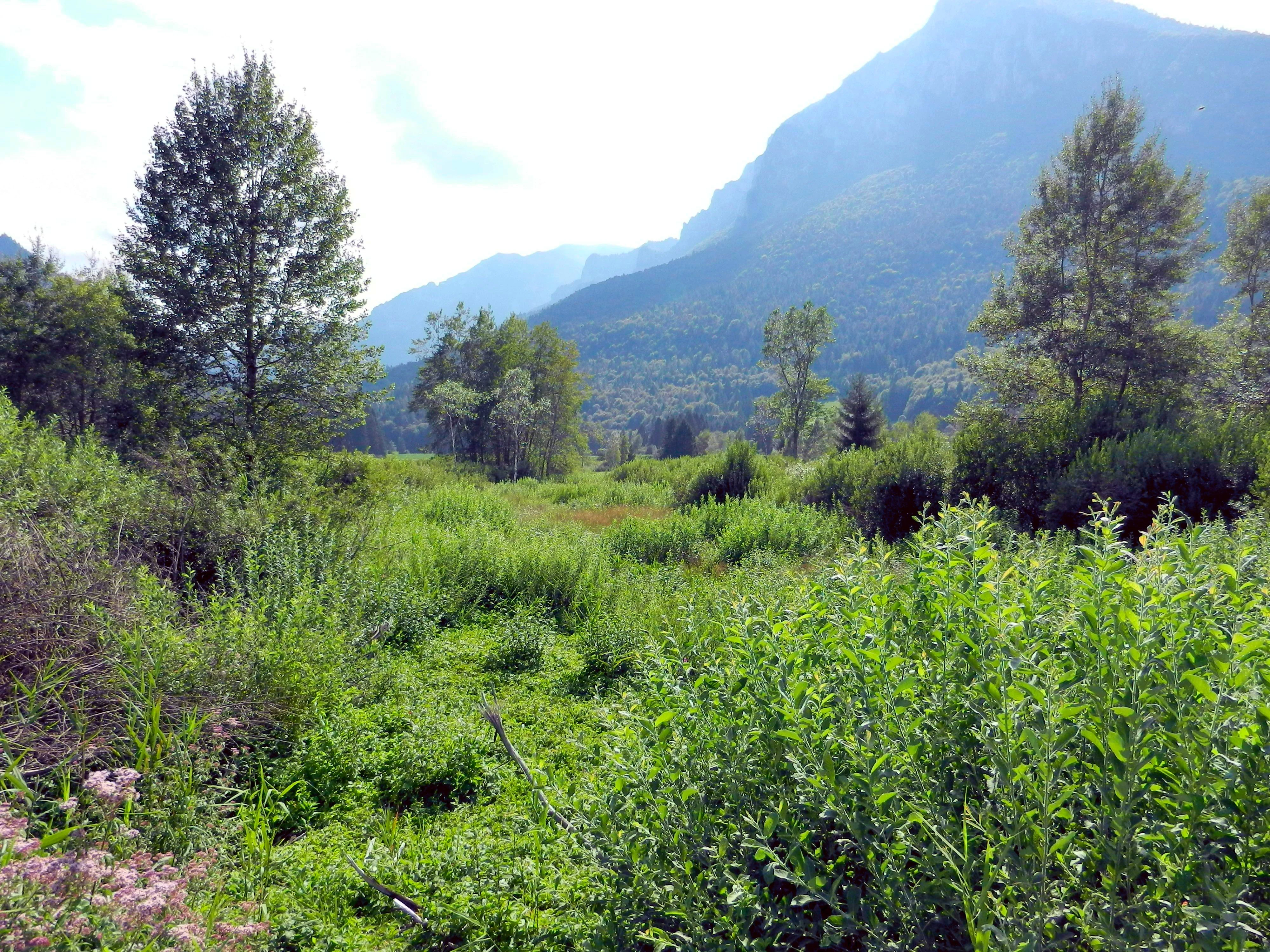 A wide view of a green, grassy wetland area with scattered trees in the foreground and a large mountain in the background under a light blue sky.