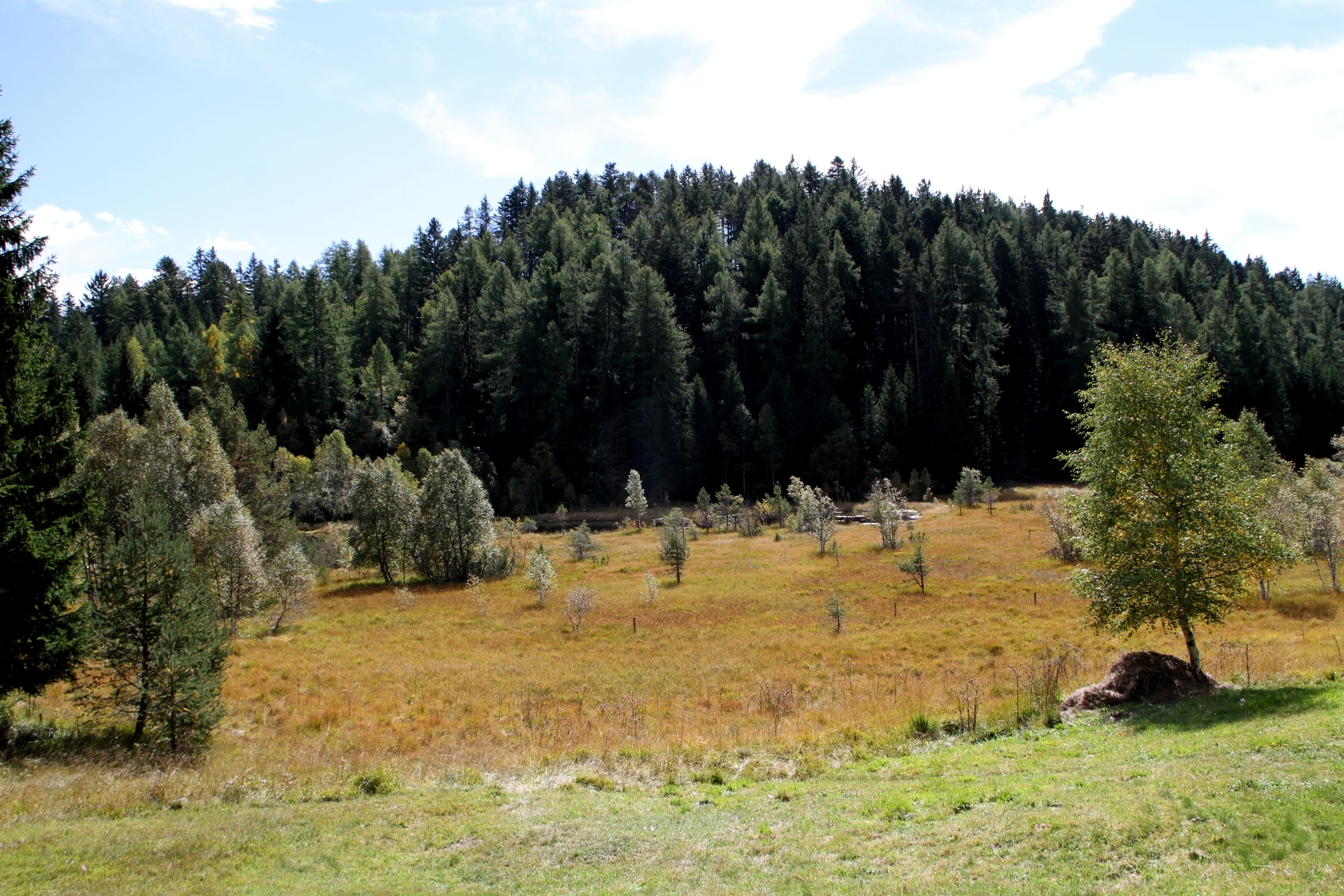 A wide view of a marshy peat bog landscape with golden grasses and scattered small trees, backed by a dense coniferous forest under a partly cloudy sky.
