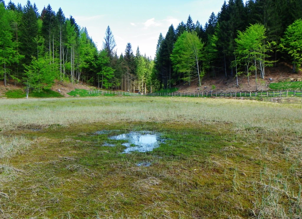 A wide view of a small pond surrounded by dry marshy grasses, with a dense forest of evergreen and deciduous trees in the background.