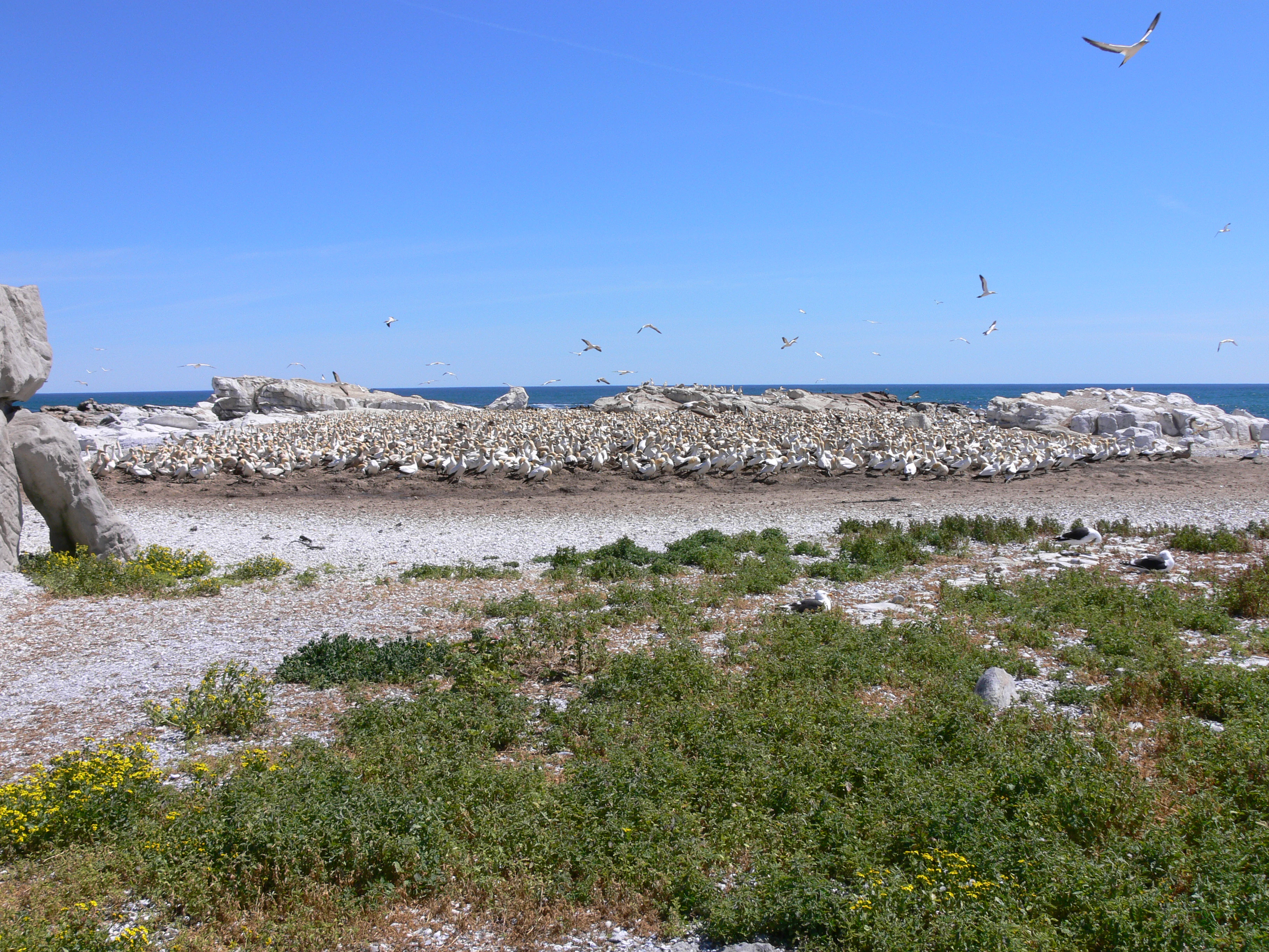 A wide view of a dense nesting colony of white seabirds on a rocky island, with ocean in the background and sparse vegetation in the foreground.