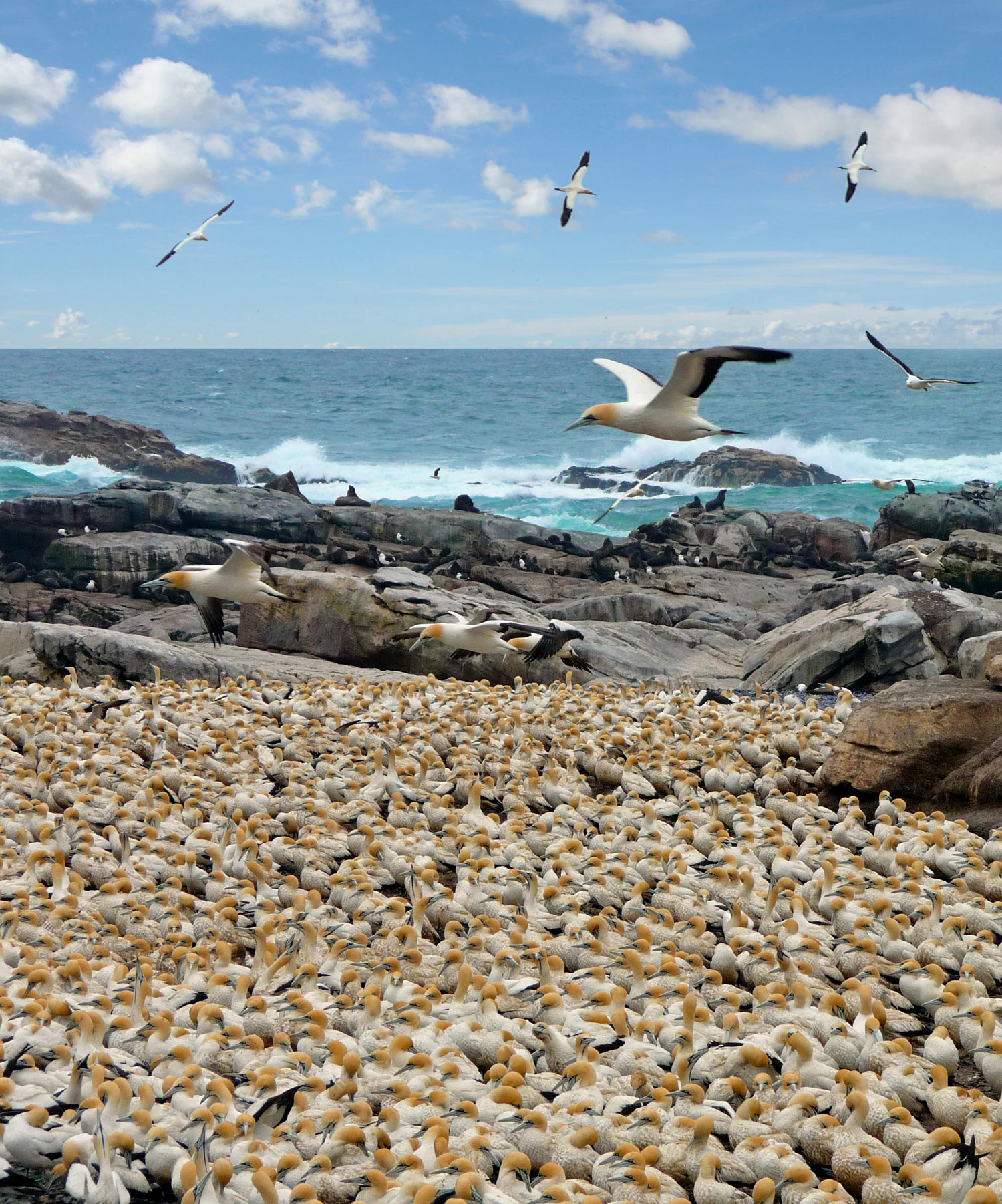A dense colony of white and yellow-headed Cape gannets covers a rocky coastal area, with several birds flying above the rocky shore and the ocean in the background.