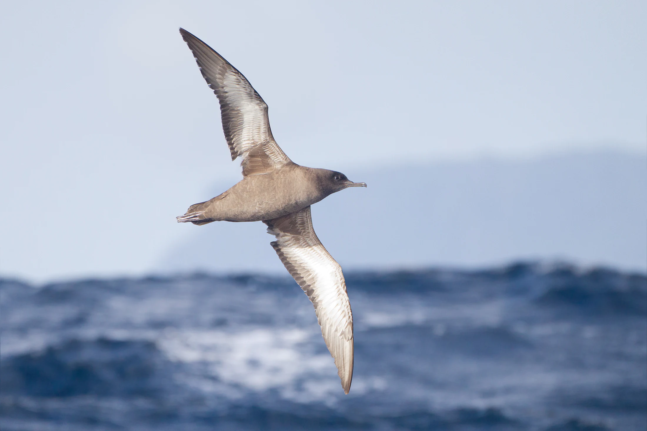 A Sooty Shearwater with brown feathers flying over deep blue ocean waters.