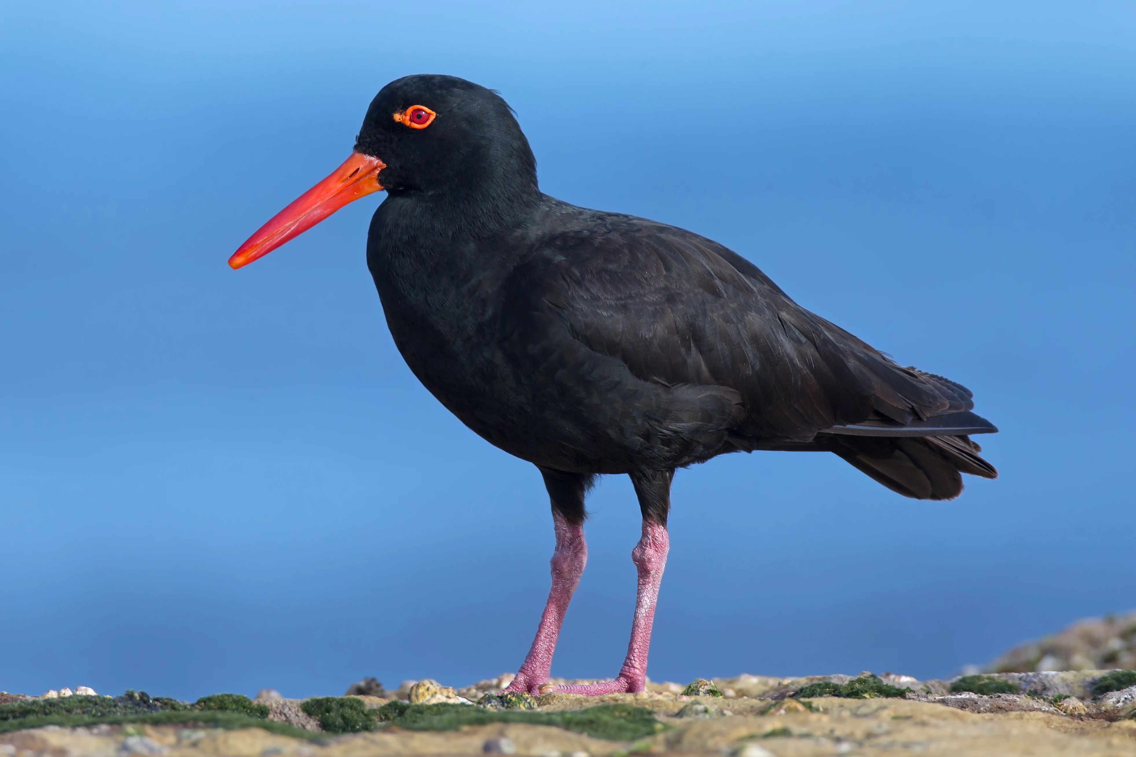 A side-profile shot of a Sooty Oystercatcher with black feathers, a bright red bill, and red eye rings, standing on a rocky surface against a blurred blue background.
