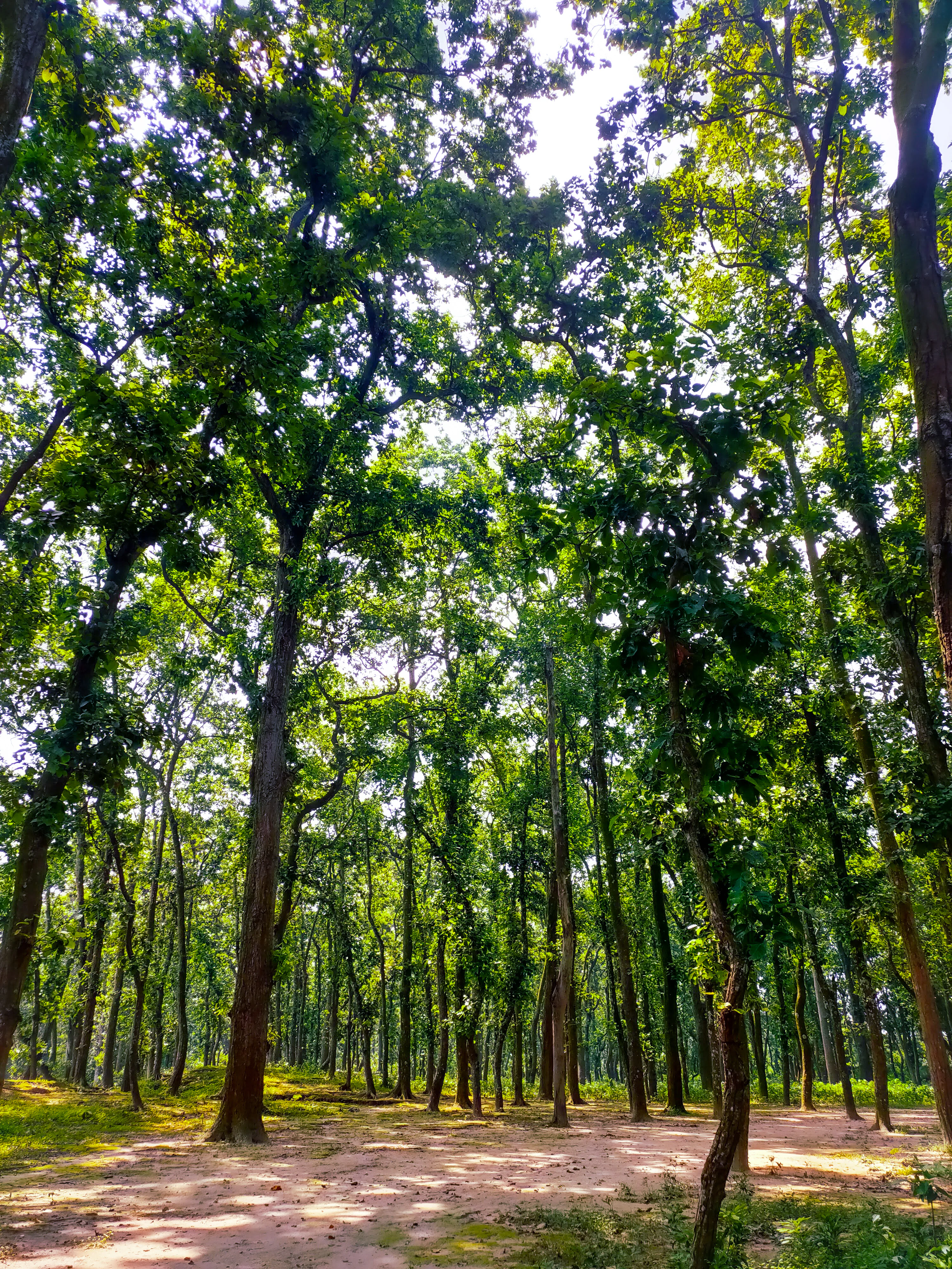 Un paisaje forestal con árboles altos y un sendero de tierra bajo un dosel verde