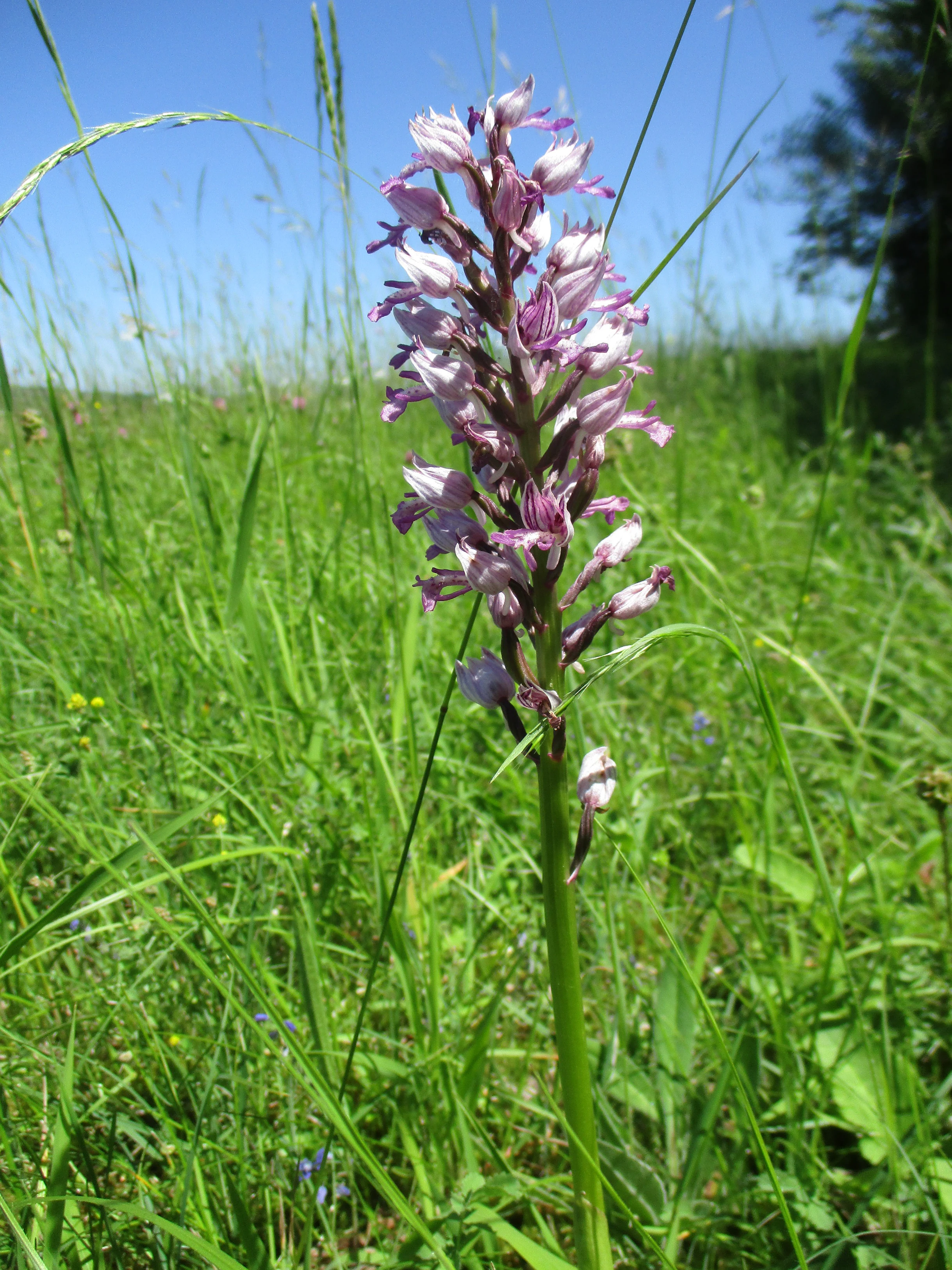 A close up view of a pale purple and white military orchid flower stem standing in a tall green meadow under a clear blue sky.