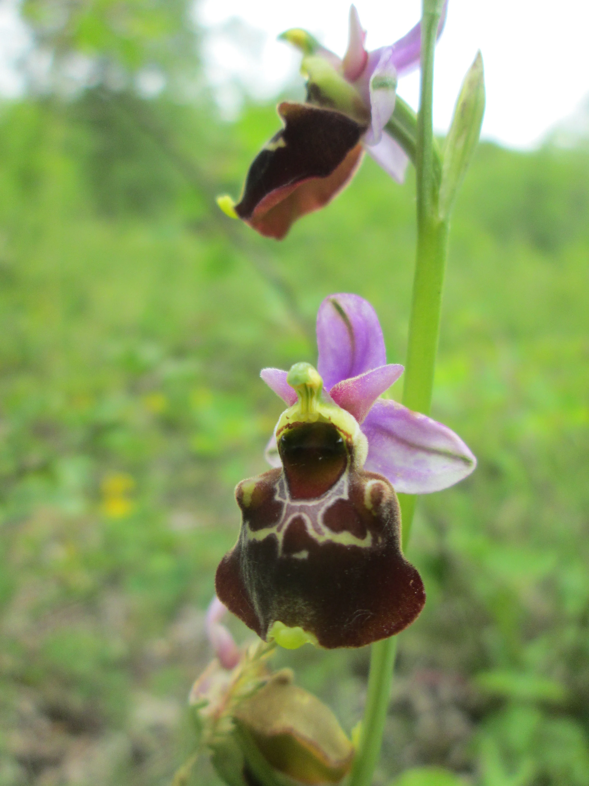 Close-up of a late spider orchid showing distinct brownish, velvety-textured labellum with light-colored markings and delicate pink sepals against a soft green background.