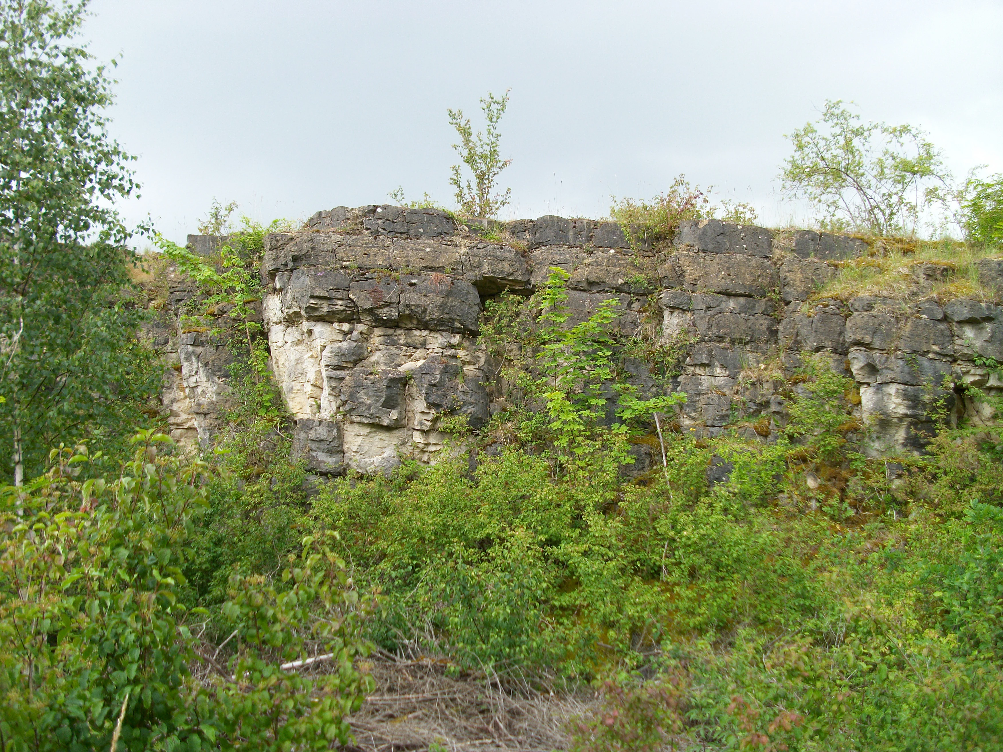 A low, weathered limestone cliff face partially covered by shrubs and small trees under an overcast sky.