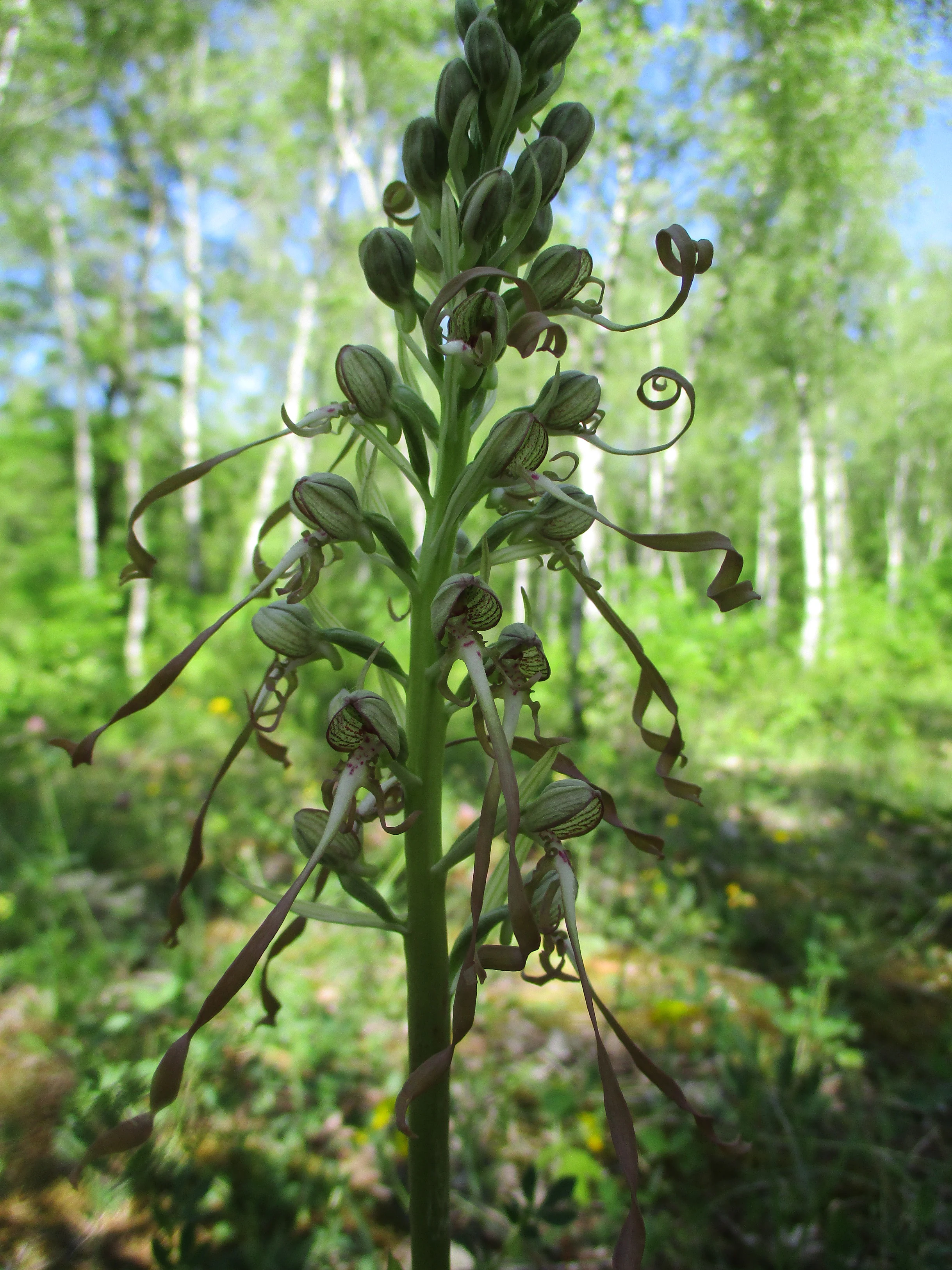 A close-up vertical shot of a tall, pale-green, and purple-tinged lizard orchid plant with spiraling, long-petaled flowers, set against a soft-focus background of trees.