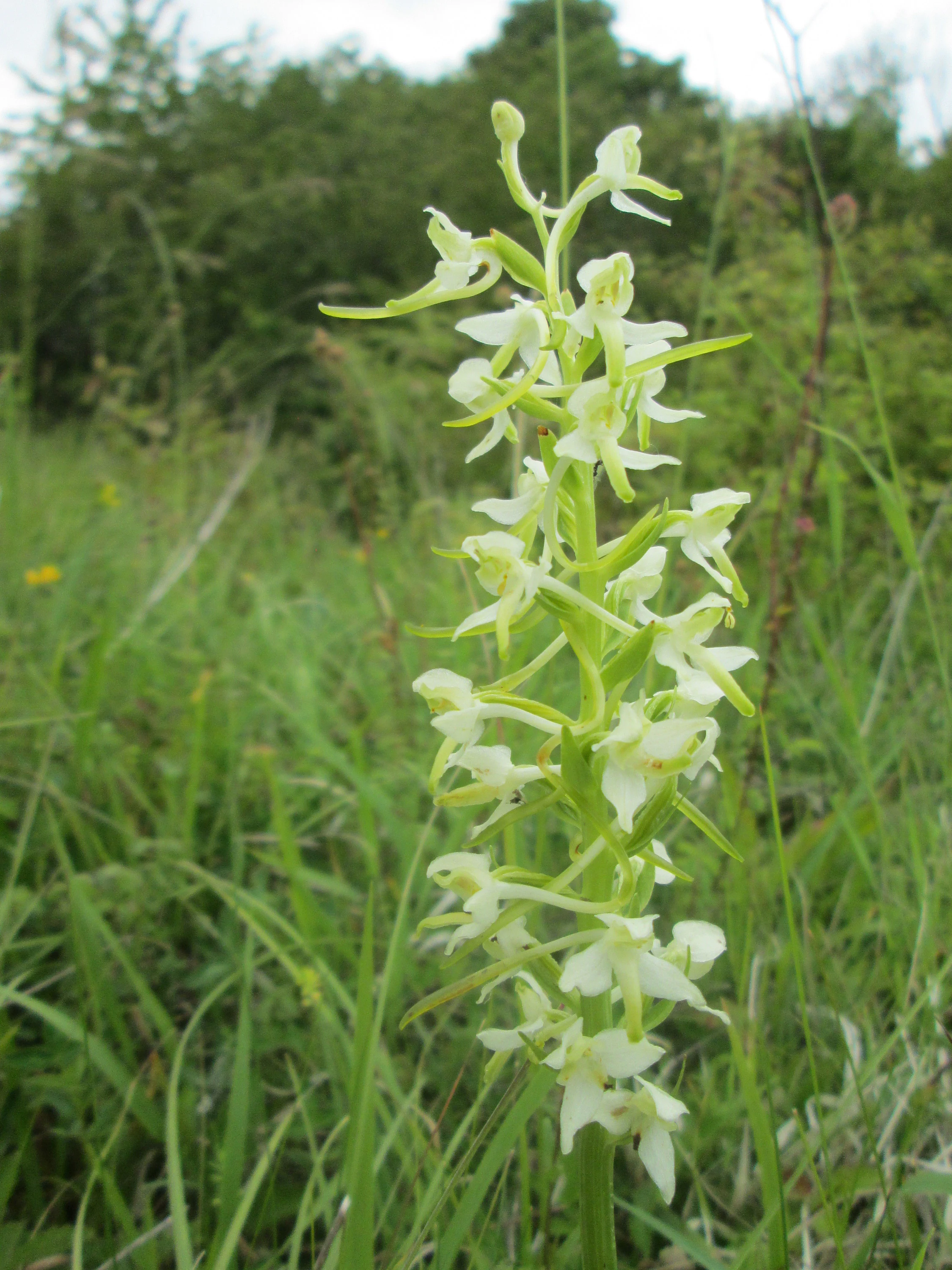 A close-up vertical shot of a white and pale green Lesser butterfly orchid flower stalk in a grassy field, with blurred green foliage in the background.