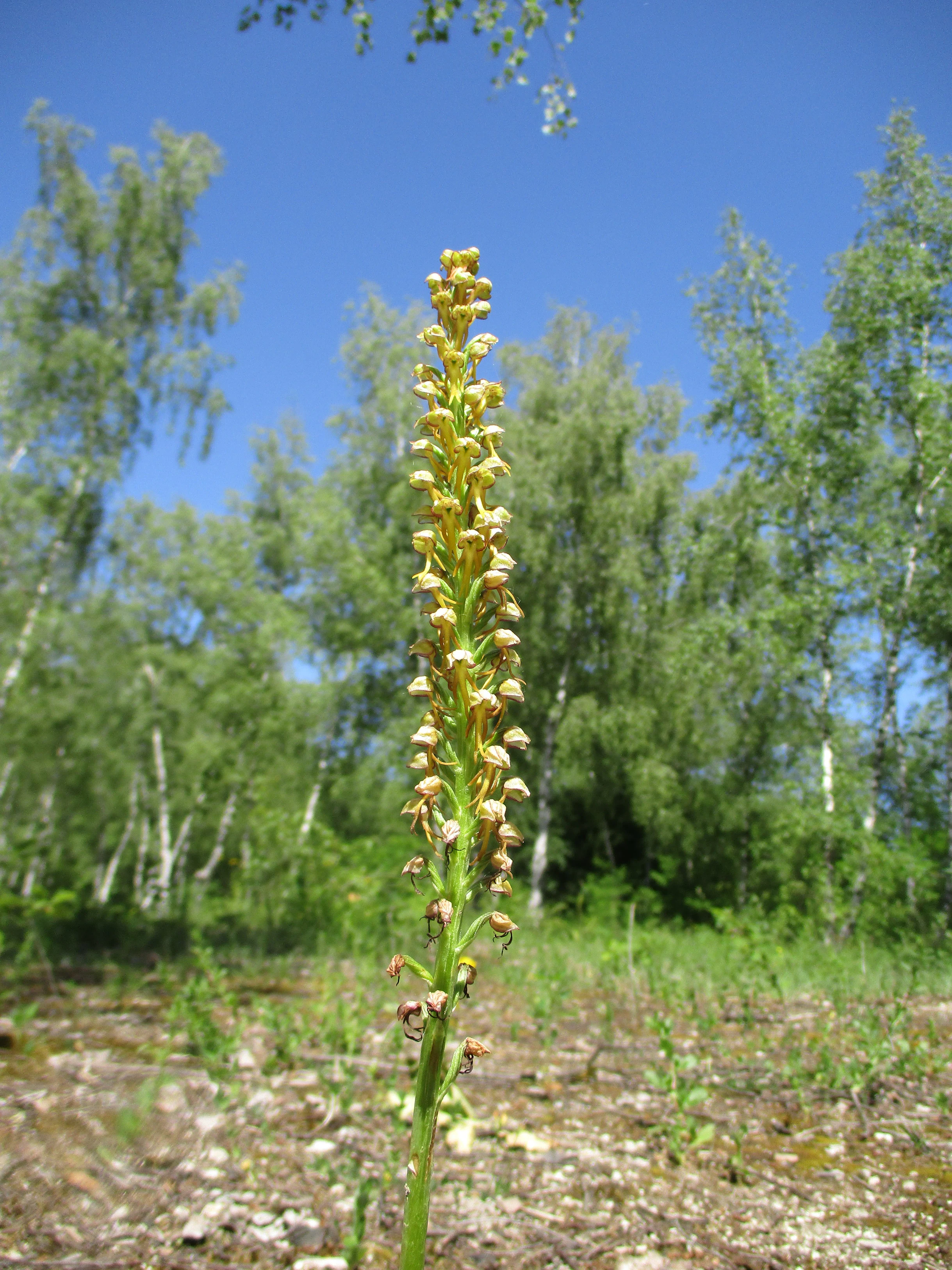 A vertical shot of a man orchid plant centered in the foreground, with its tall spike of yellow and brown flowers. In the blurred background, there are green birch trees and a clear blue sky.