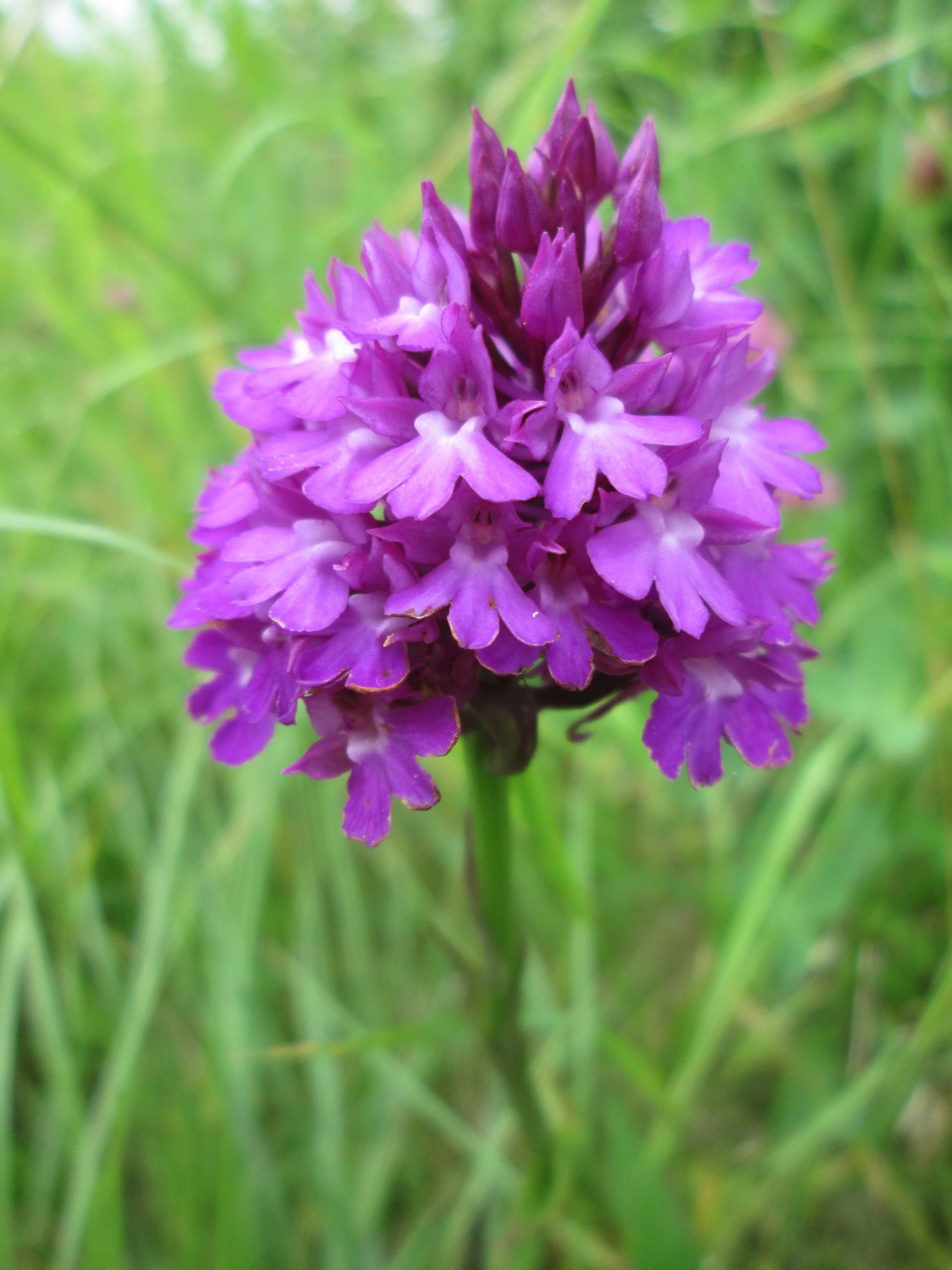 A close-up of a vibrant purple pyramidal orchid flower head in focus against a blurred background of green grass.