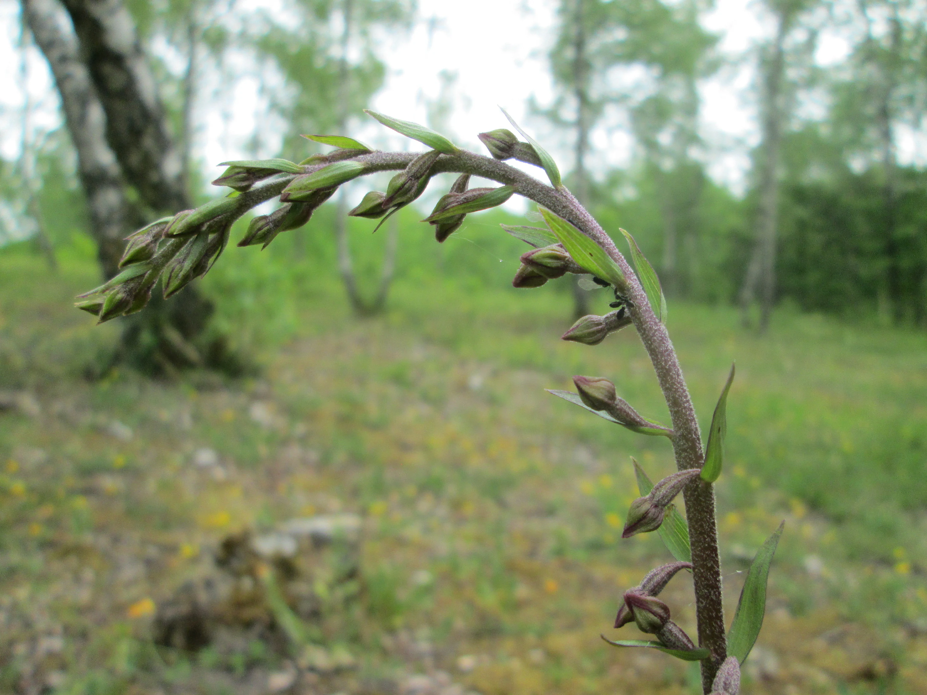 A close-up shot of a dark-red helleborine plant with a curved stem and budding flowers in a forest setting.