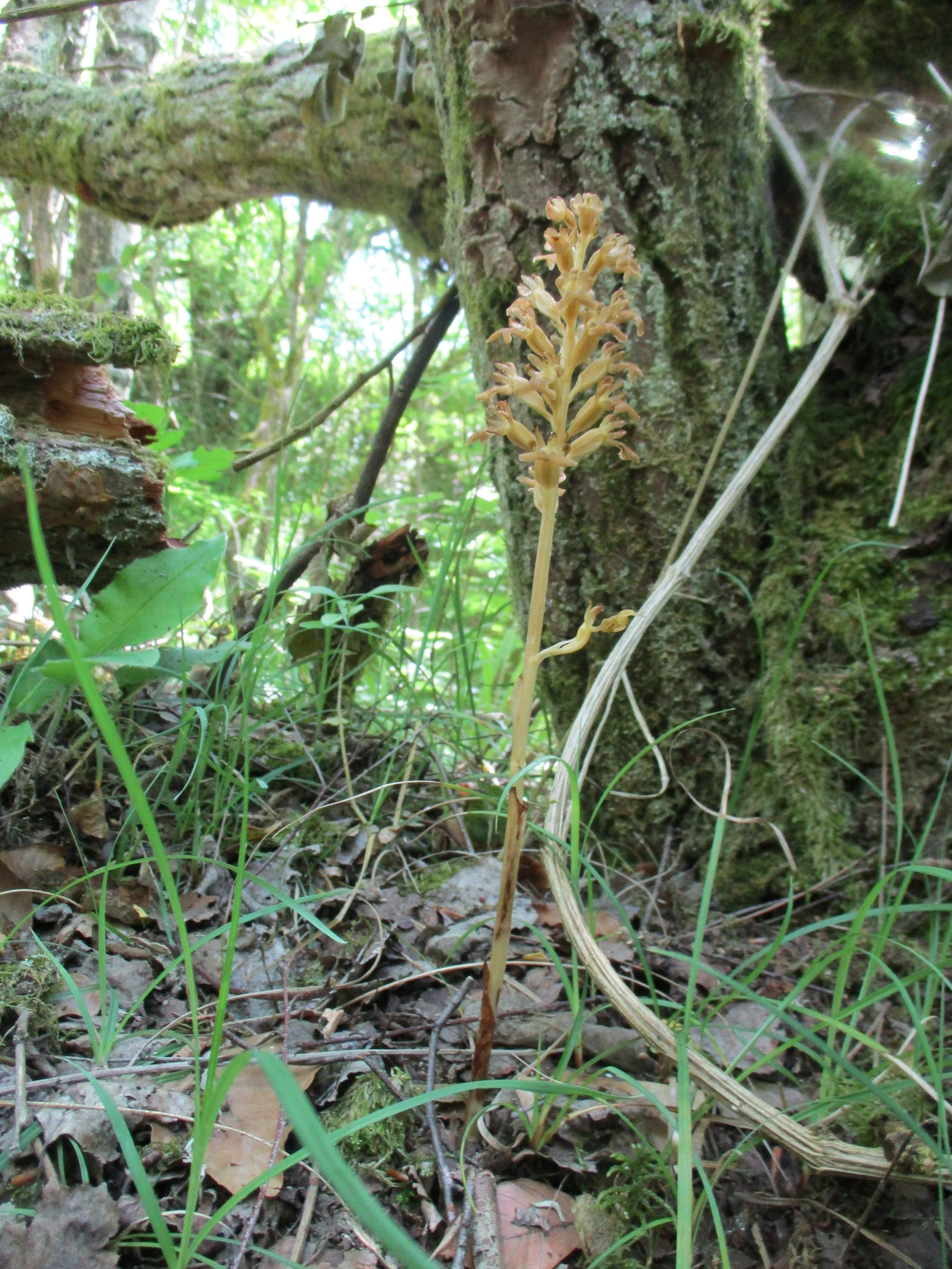 A pale, brownish-yellow bird's-nest orchid plant stands upright on the forest floor, set against a mossy tree trunk.