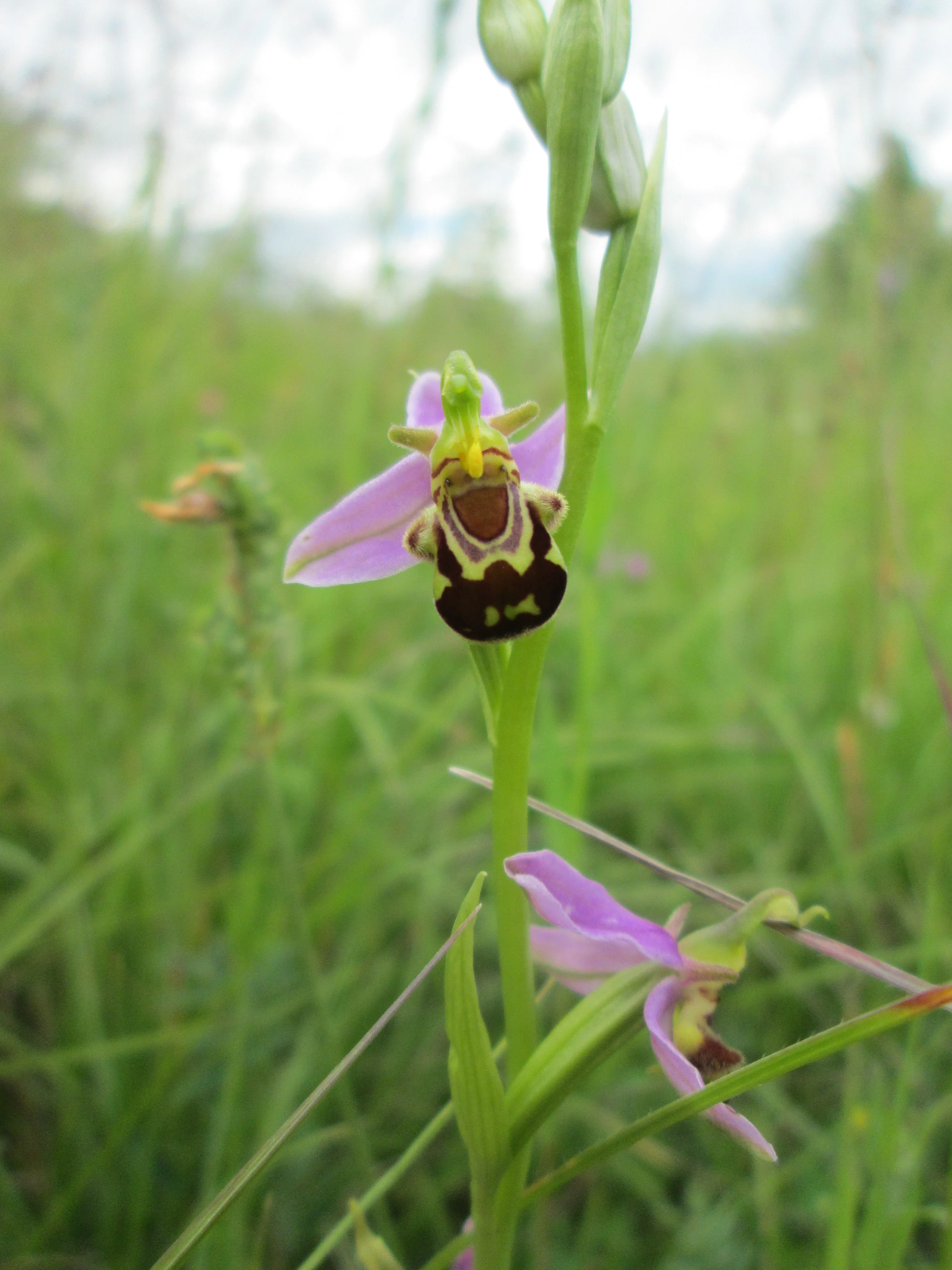 A close up view of a bee orchid flower with its distinct patterned labellum resembling a bee, set against a soft, green, out-of-focus meadow background.