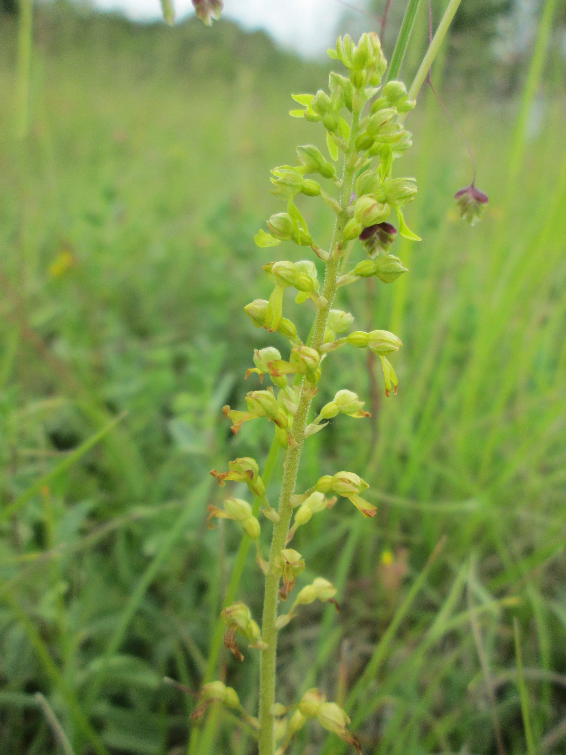 A close up view of a common twayblade orchid, Neottia ovata, showing its slender green stem and small greenish yellow flowers in a grassy meadow.