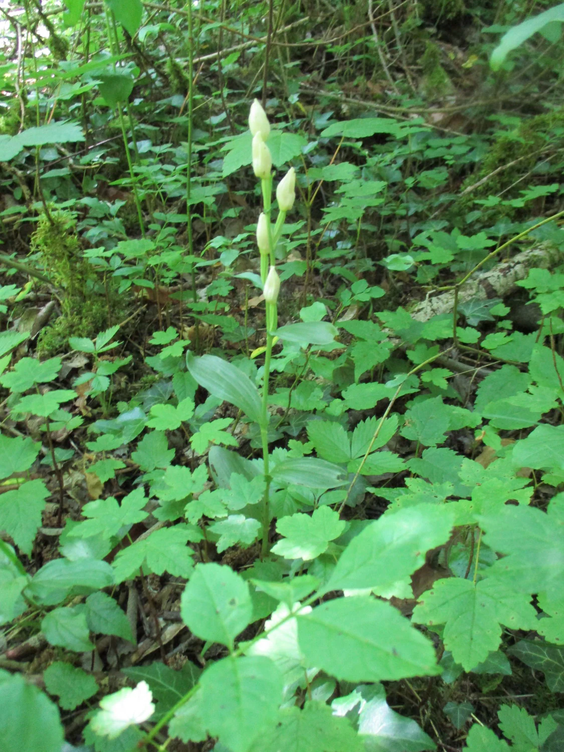 A close up view of a white helleborine orchid with several cream colored flower buds growing among lush green forest foliage and ground cover.