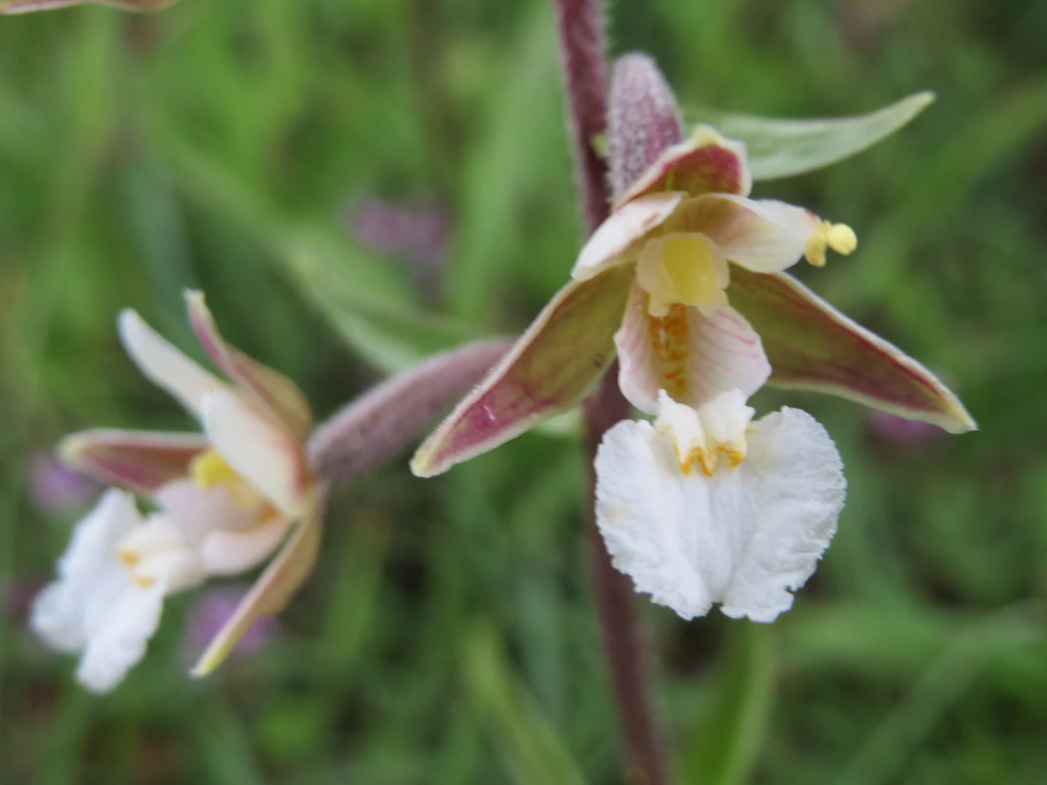 Two delicate Marsh Helleborine orchid flowers with white, ruffled labellum and greenish-purple petals, seen against a soft-focus green background.