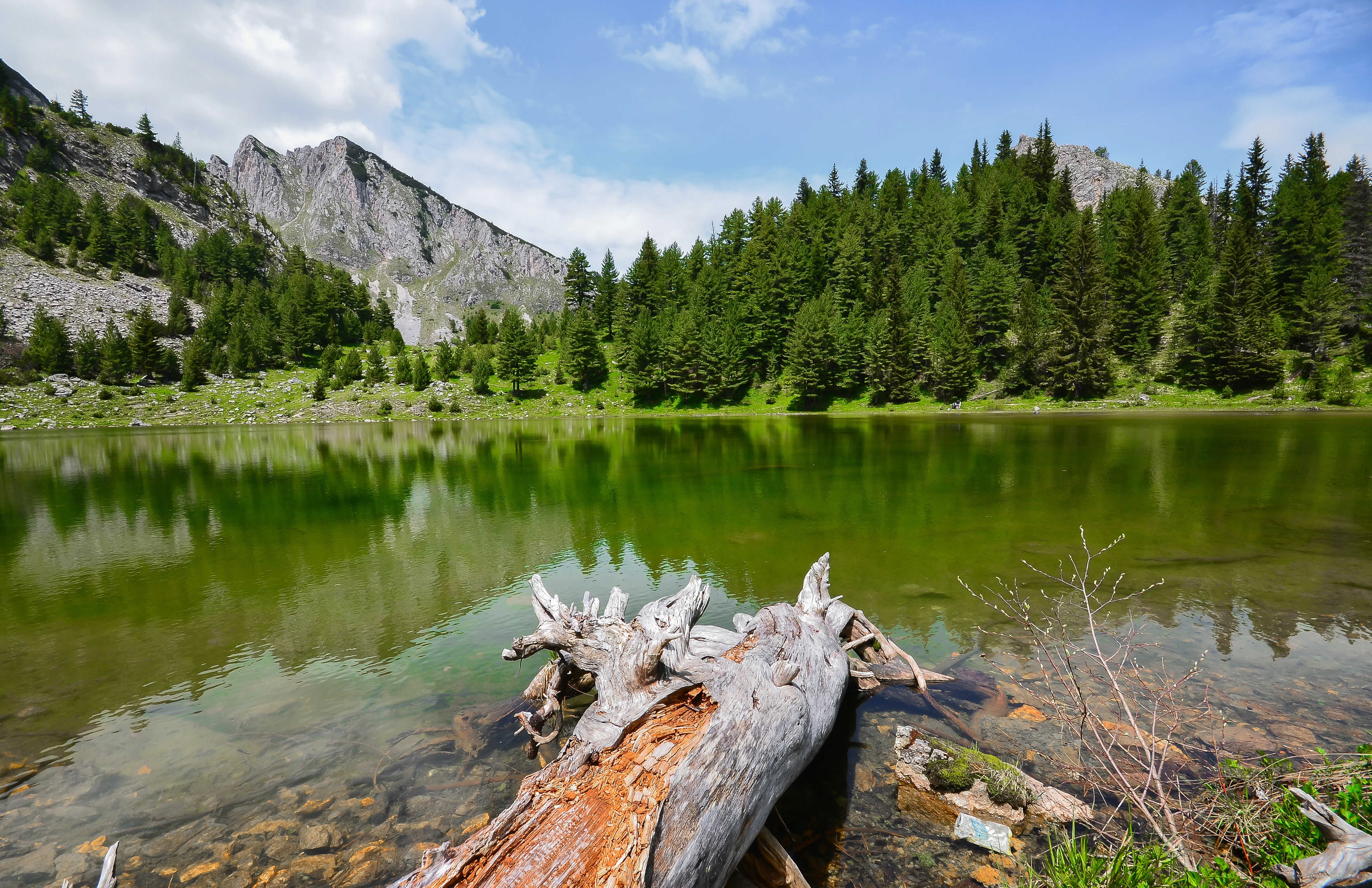 Green lake with fallen tree in water, forested shoreline, and mountain peaks under blue sky