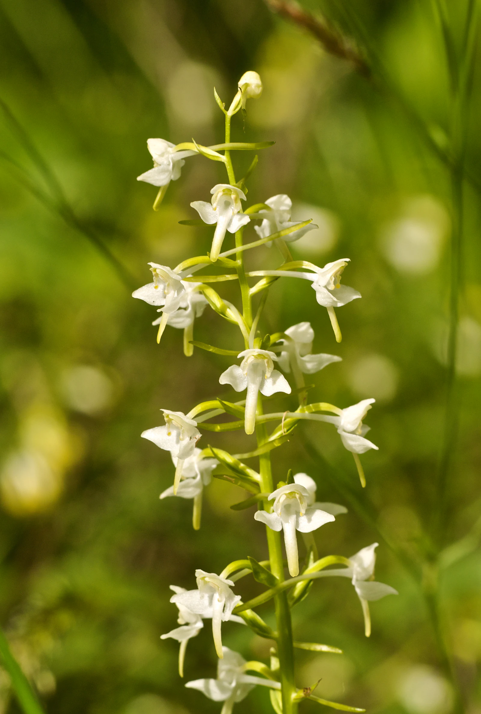 Close-up of white Greater Butterfly-orchid flowers on a green stem with blurred green foliage background