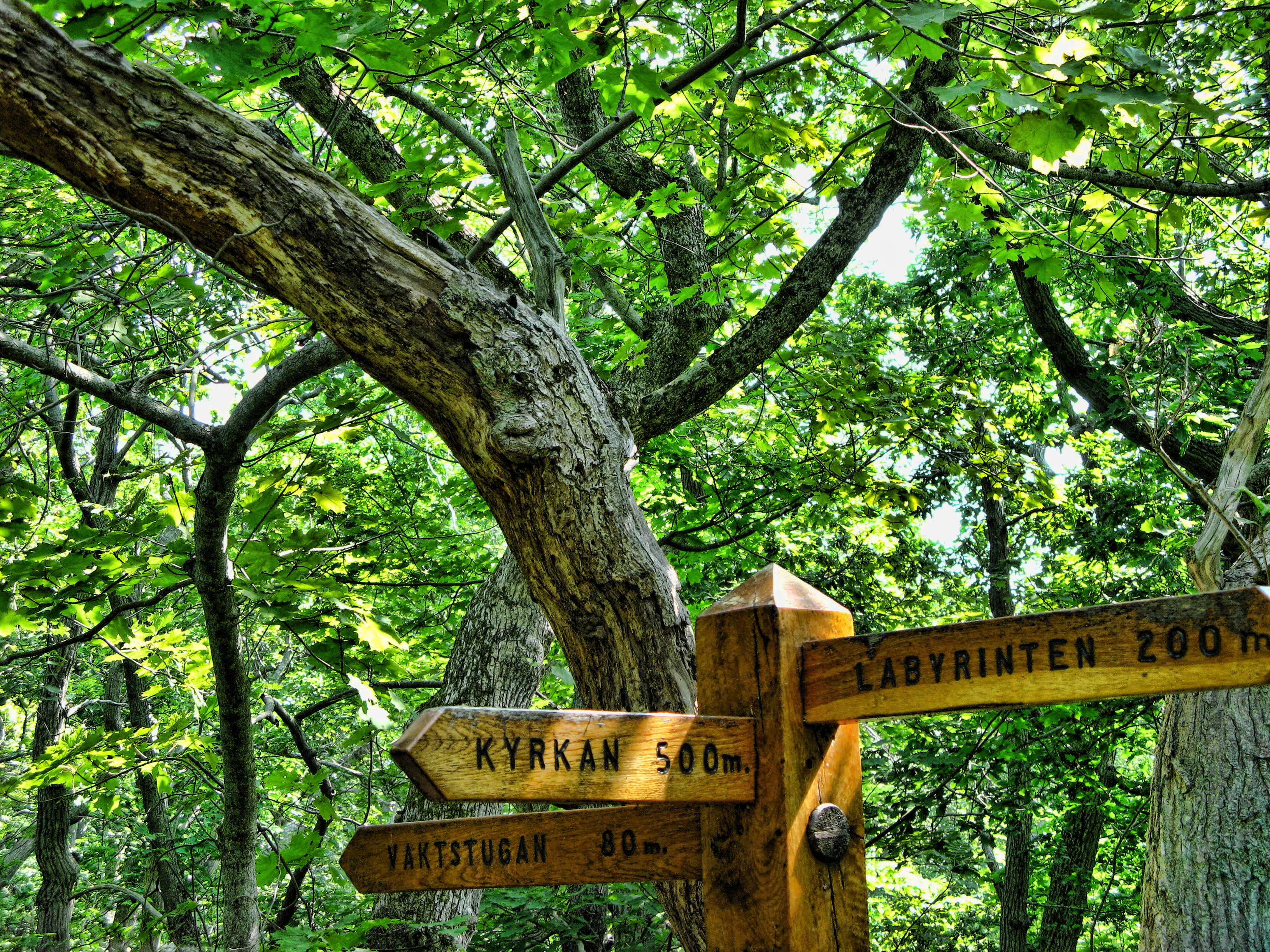 Wooden signpost with three directional signs pointing to Kyrkan 500m, Fjällstugan 80m, and Labyrinten 200m amidst dense green forest