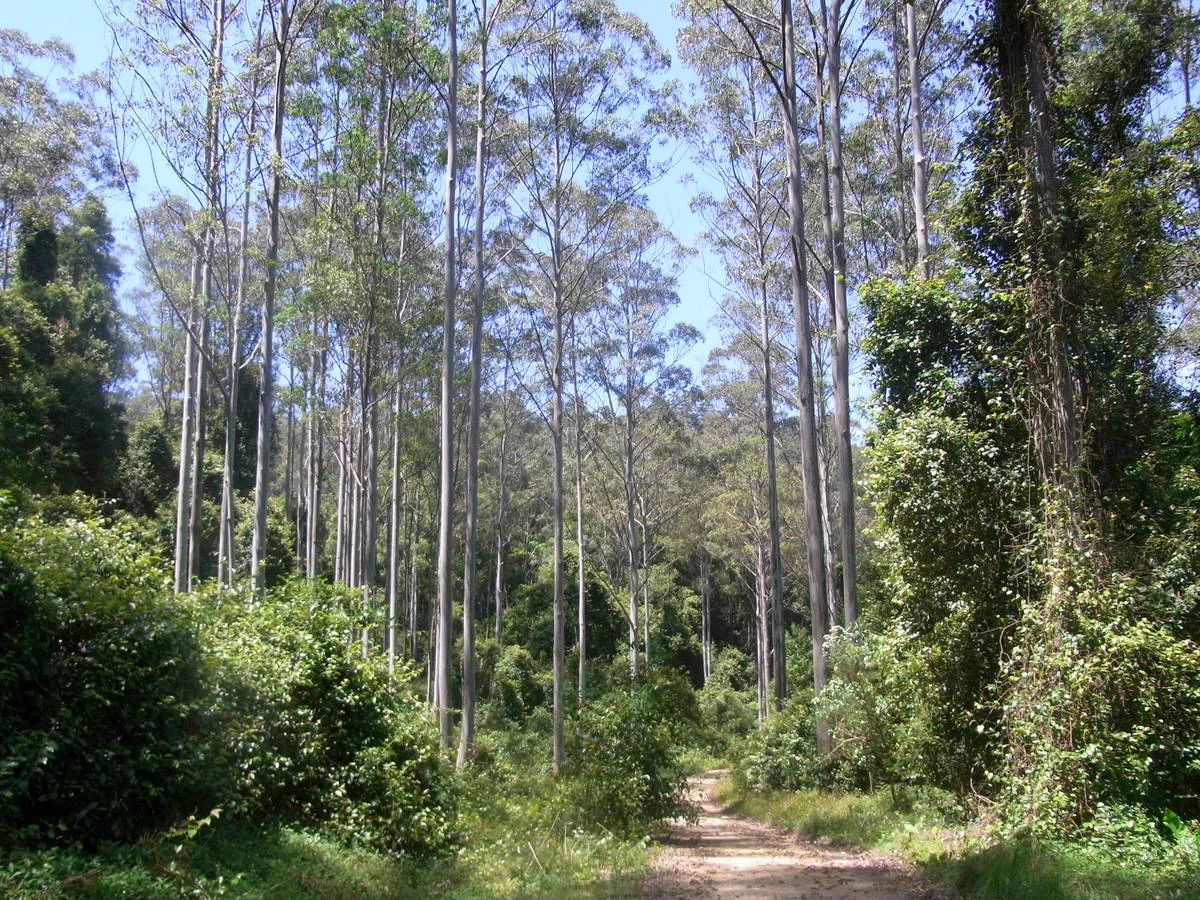 A dirt path leads into a dense forest of tall, slender eucalyptus trees in Black Bulga State Conservation Area.