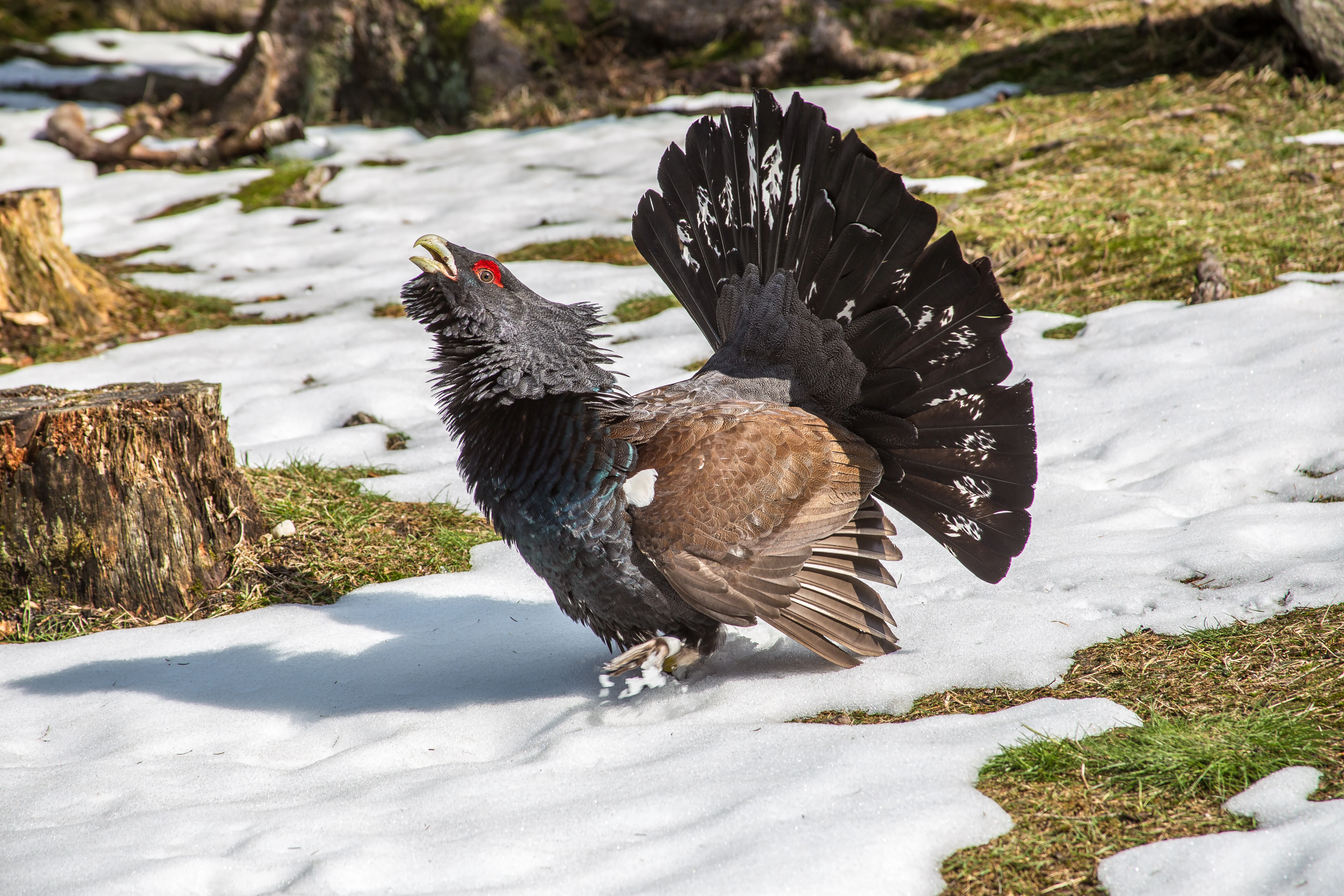 Black forest capercaillie bird standing in patchy snow with fanned tail feathers