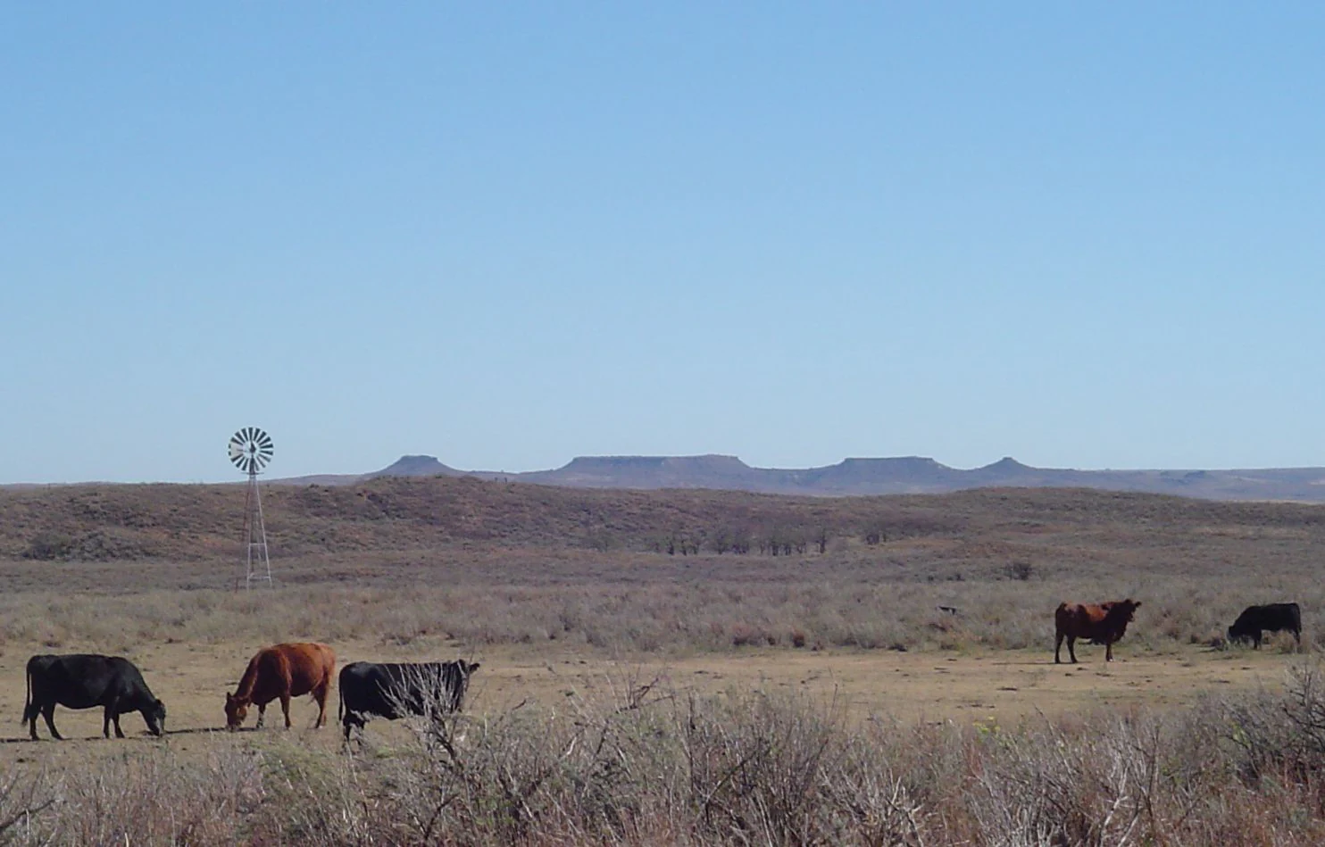 Una toma amplia de un paisaje de pradera seca bajo un cielo azul despejado, con una pequeña manada de ganado pastando en primer plano y un molino de viento y mesas al fondo.