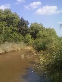 Una vista del fangoso río Washita que fluye entre árboles y arbustos ribereños verdes y espesos bajo un cielo azul parcialmente nublado.