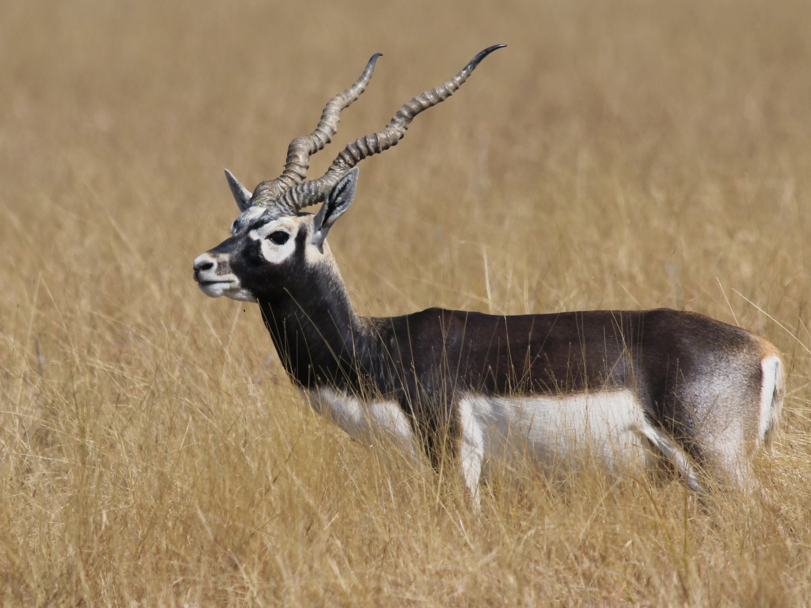 Antílope blackbuck de pie entre hierba alta y dorada, mostrando sus cuernos curvados y su distintivo pelaje marrón y blanco