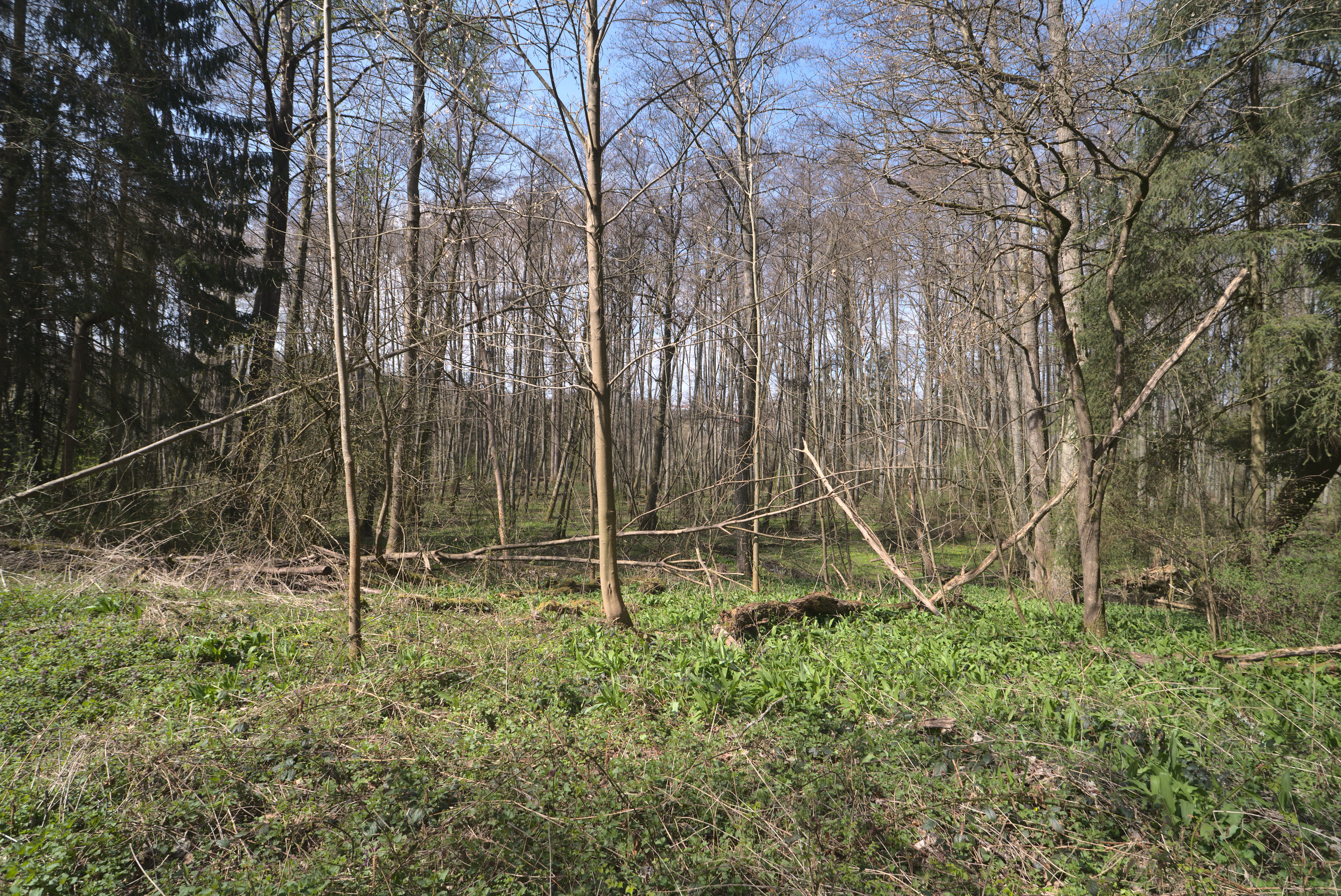 A slightly dense deciduous forest scene with green ground cover and several fallen tree trunks on the forest floor.