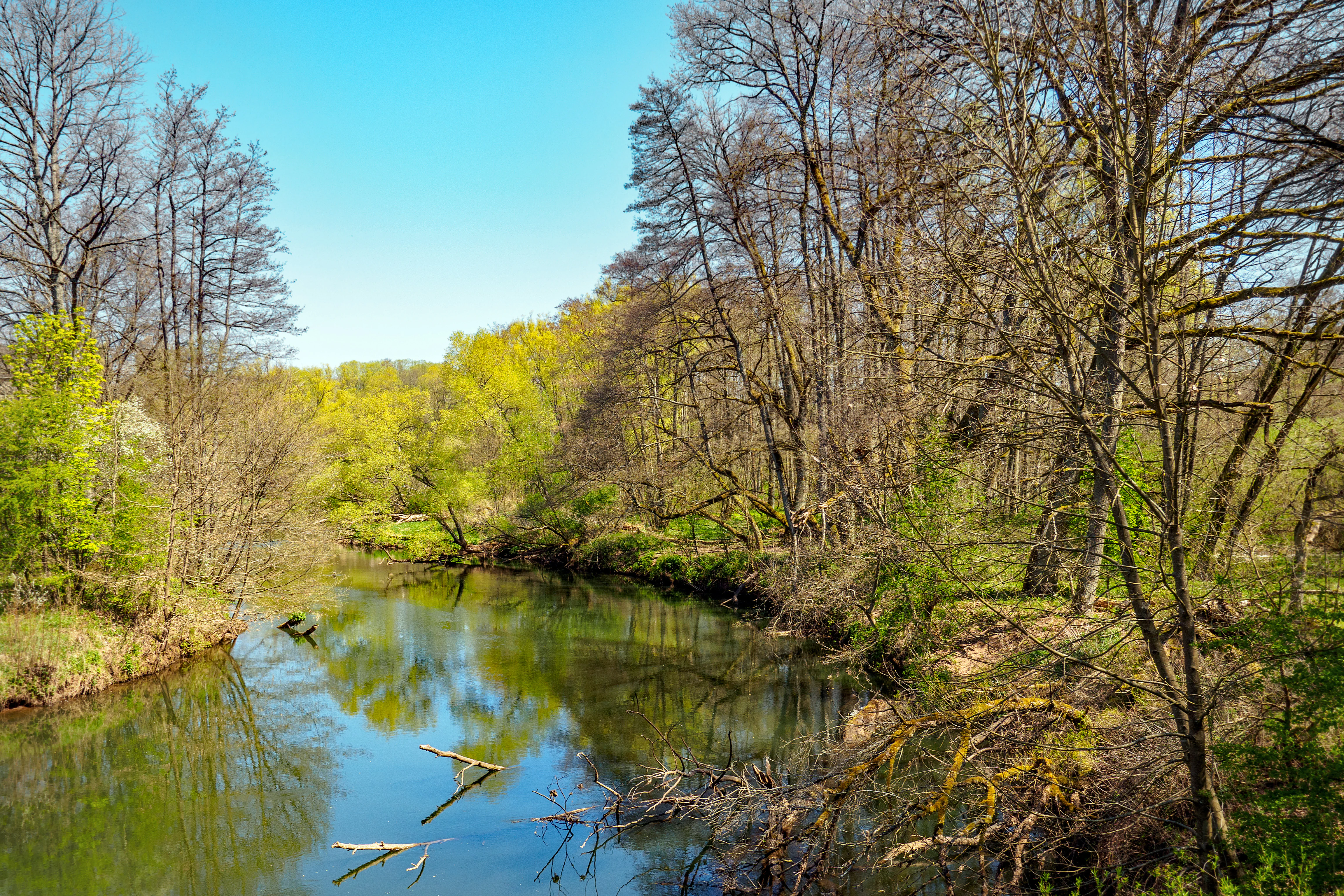 A calm, slow moving river winds through a deciduous forest with light green budding leaves, reflecting the clear blue sky.