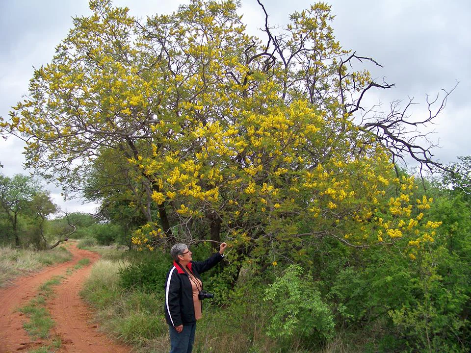 A person stands beside a large Weeping wattle tree covered in bright yellow flowers along a red dirt path in a savanna-like landscape.