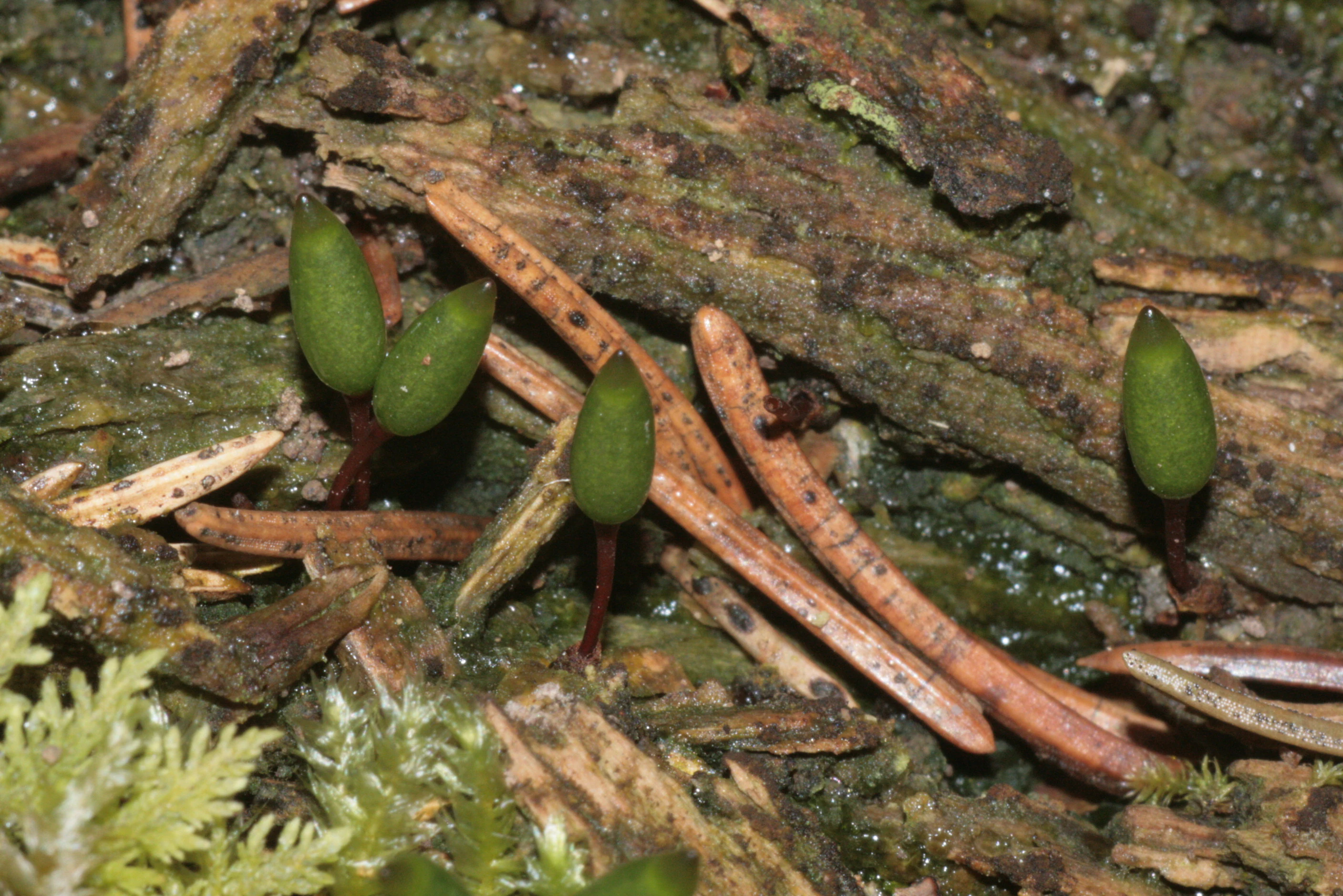 A close up view of several green shield moss sporophytes growing out of forest floor debris and pine needles.
