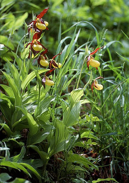 A close-up view of several Yellow Lady's Slipper orchids, Cypripedium calceolus, with bright yellow, pouch-like flowers and dark reddish-brown petals, growing in a lush green forest understory.