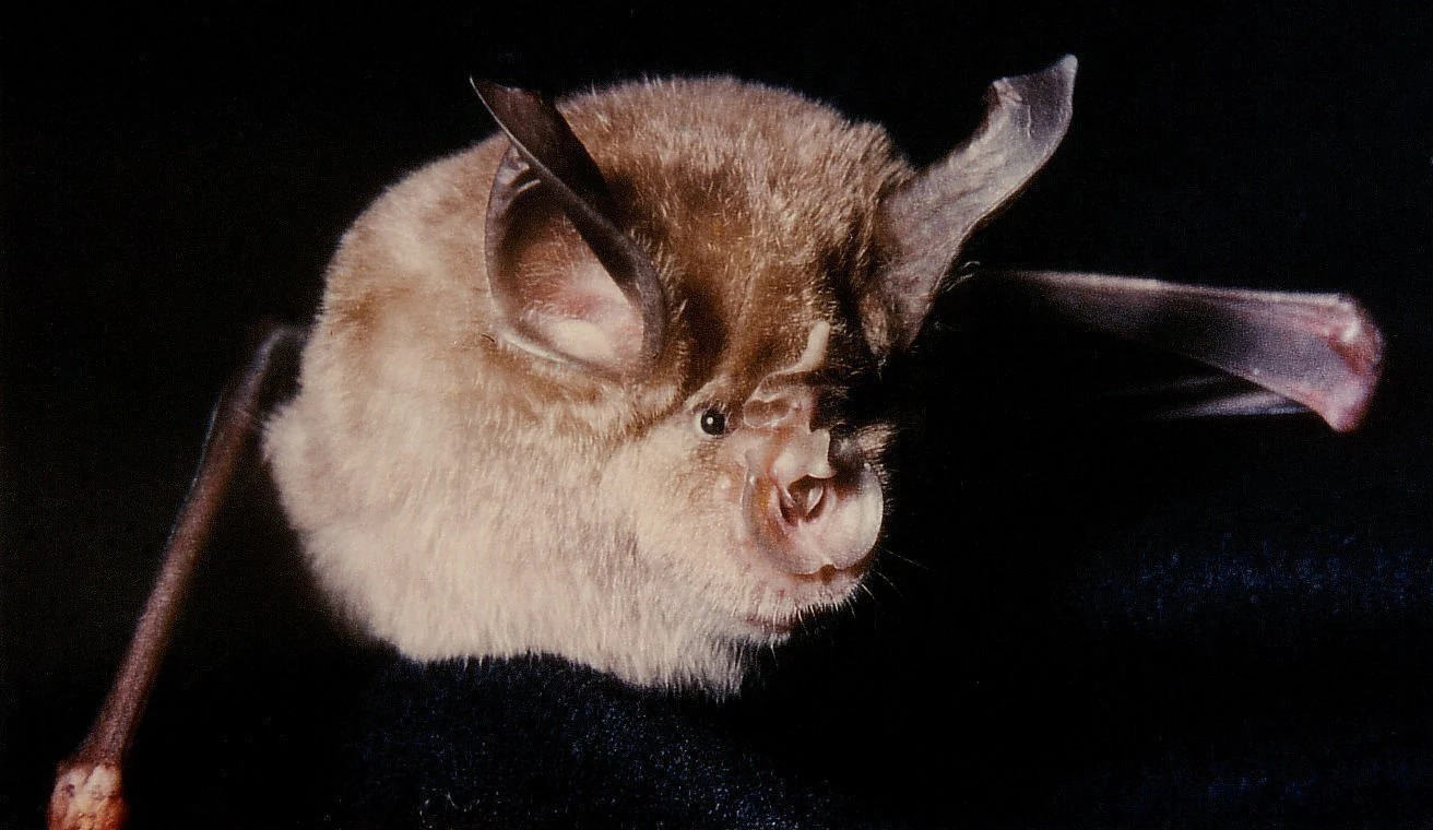 A close up view of a greater horseshoe bat with light brown fur, prominent ears, and a distinct horseshoe shaped nose structure, set against a dark background.