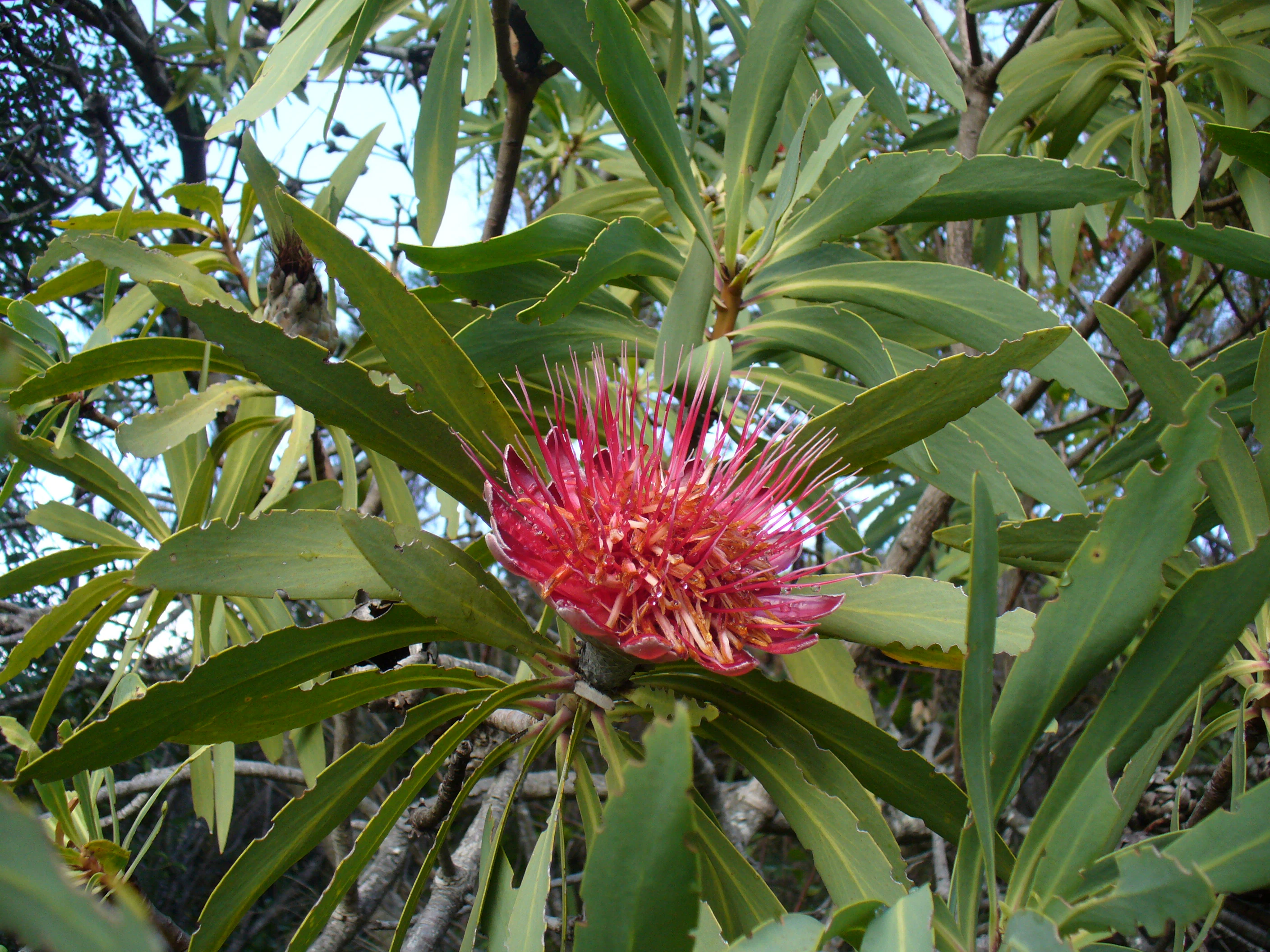 A close-up of a pinkish-red protea flower surrounded by long green lance-shaped leaves.