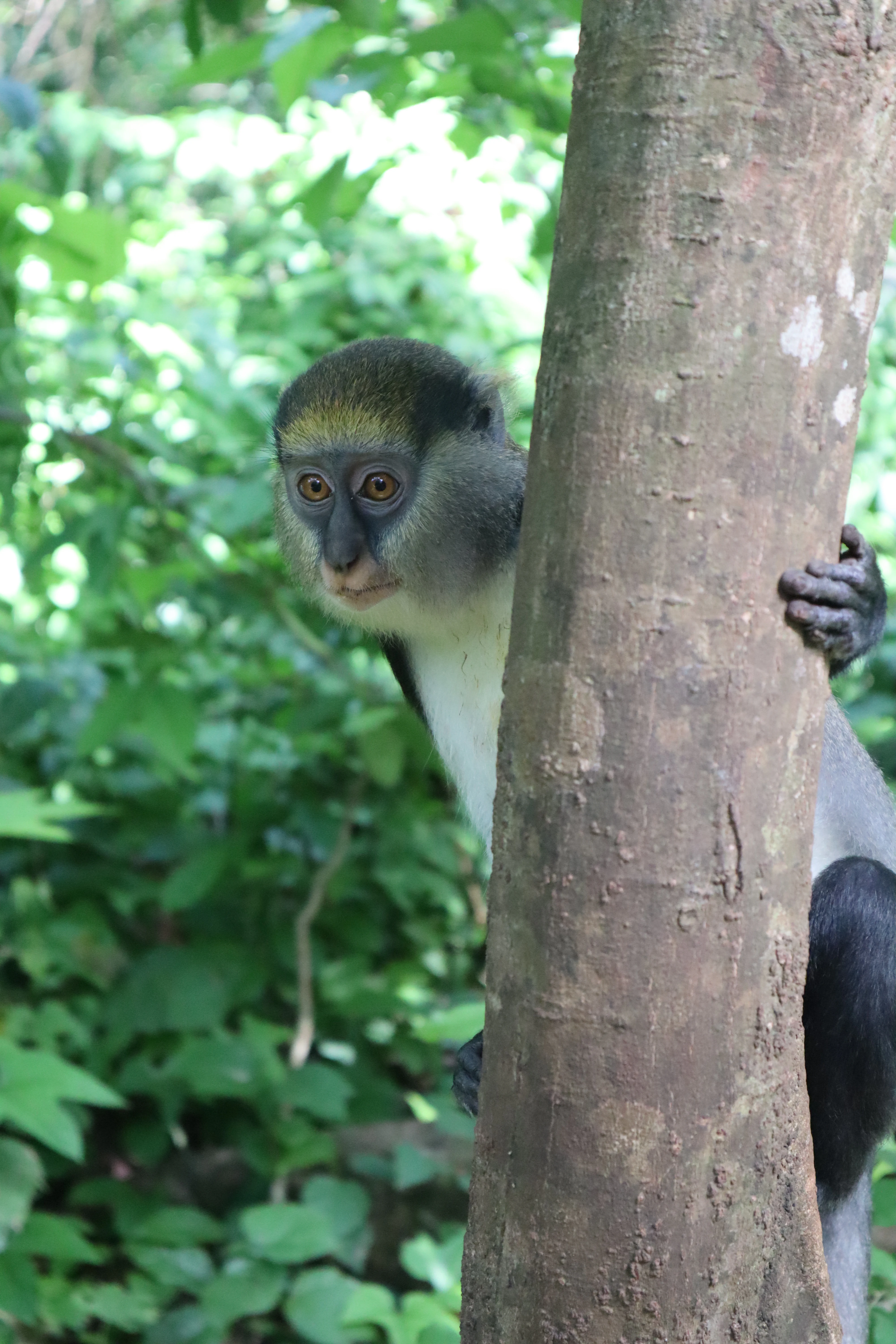 A monkey with a grey, white, and black face looking out from behind a tree trunk in a lush forest.