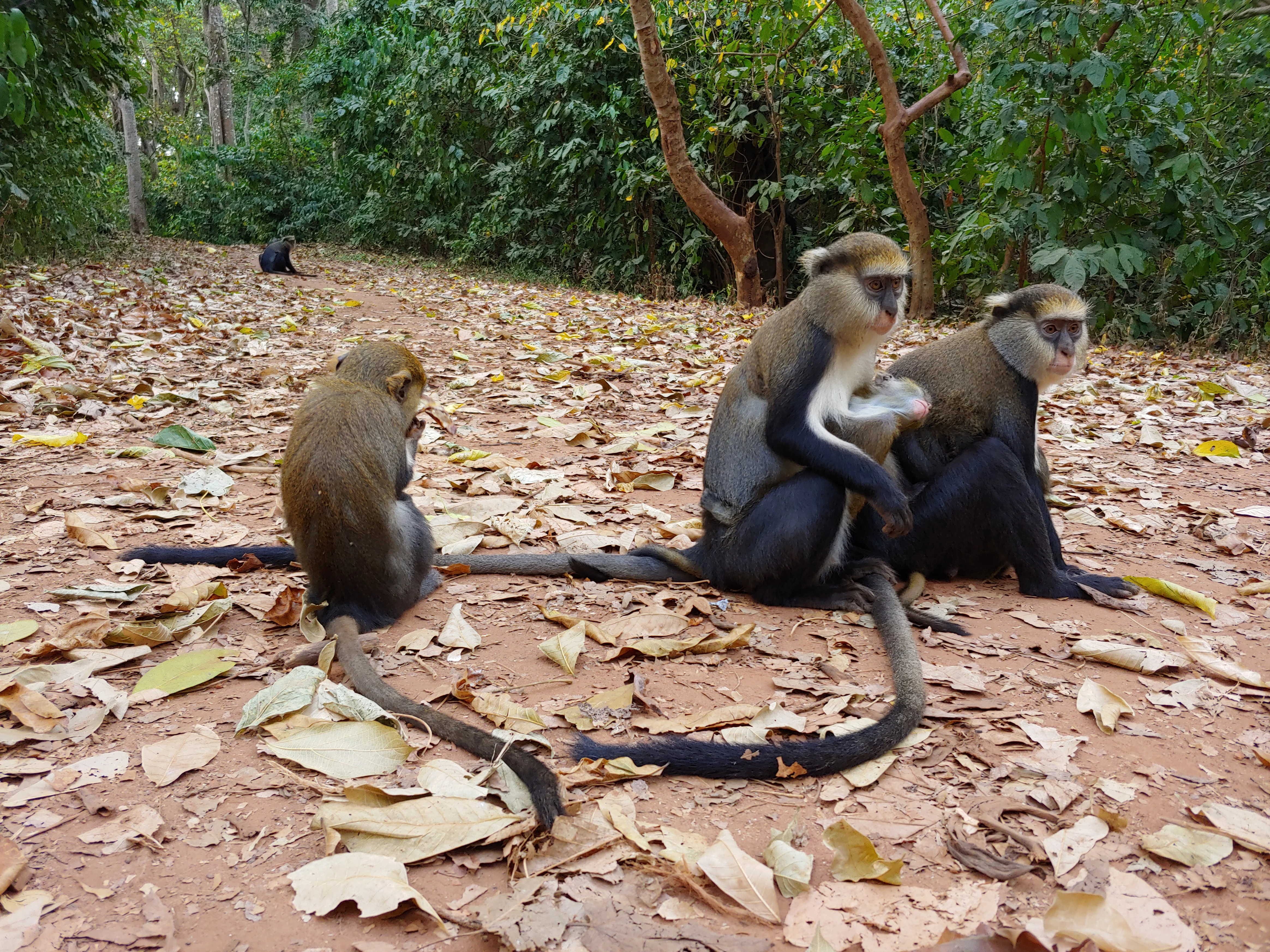 Three monkeys sitting on a dirt path covered in dry autumn leaves in a forest setting.