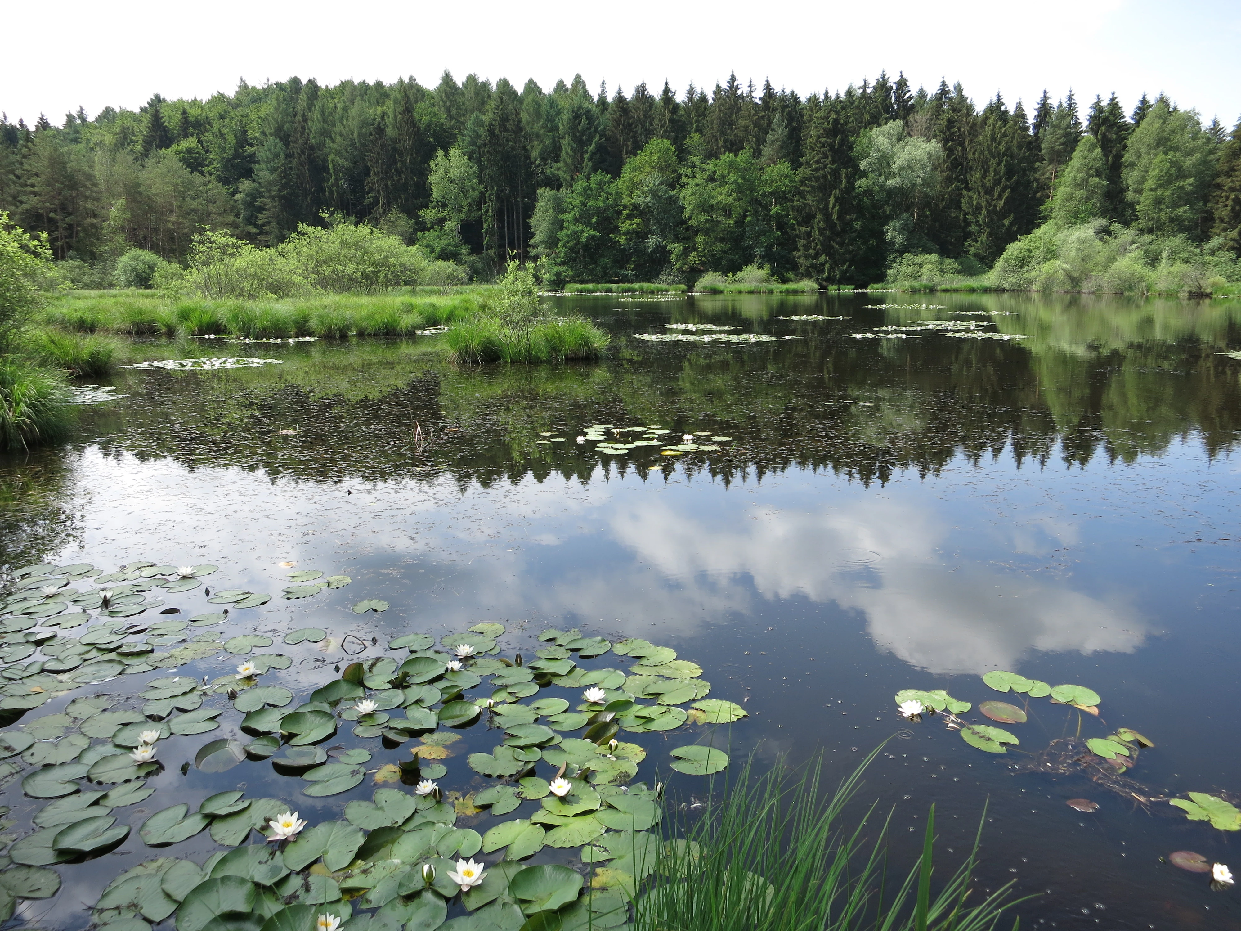 A peaceful pond with water lily pads and white blossoms on the surface, reflecting the sky and surrounding coniferous trees in the background.