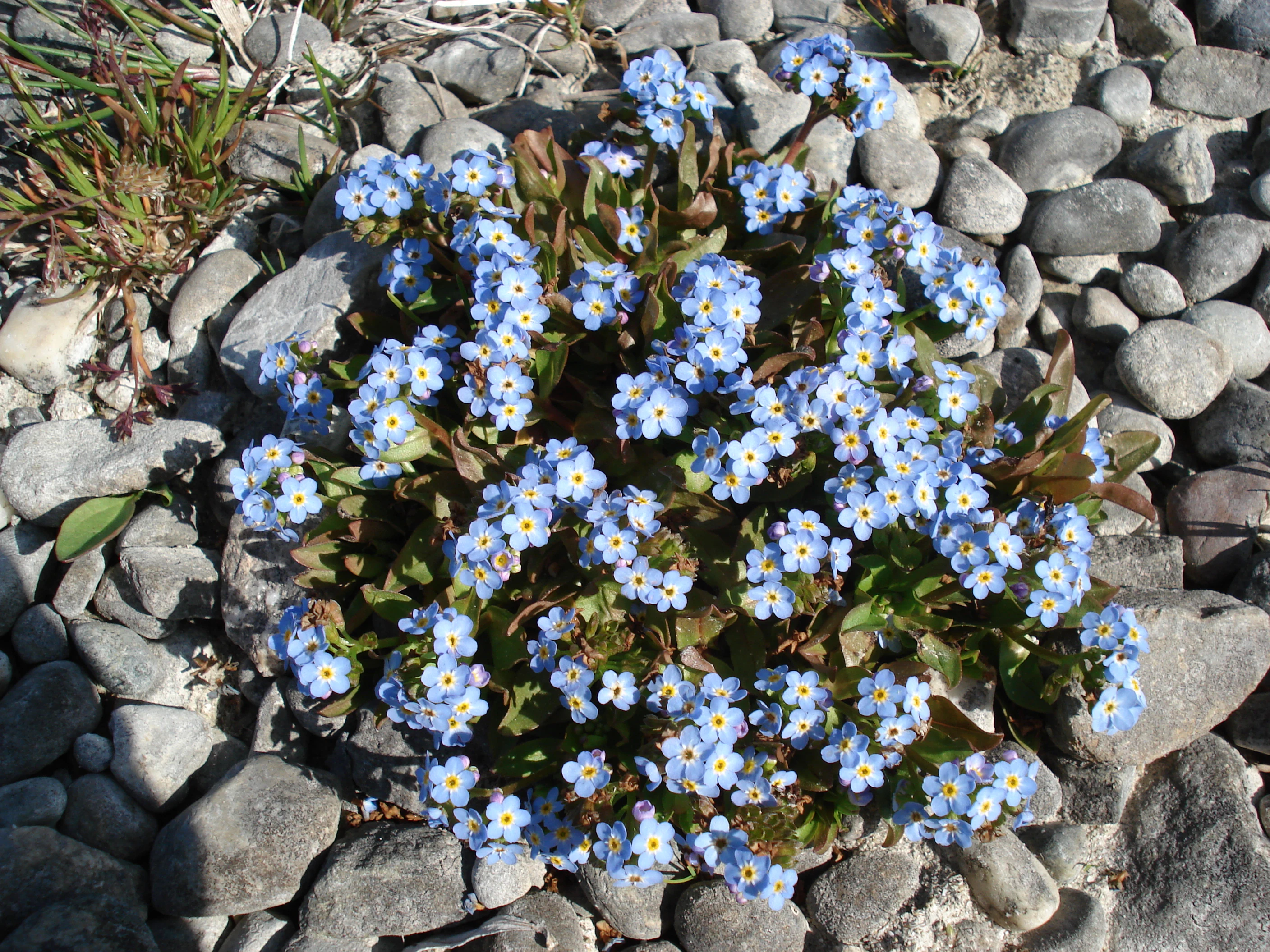 A close-up, top-down view of a Lake Constance forget-me-not plant with small blue flowers and yellow centers, growing among grey river stones.