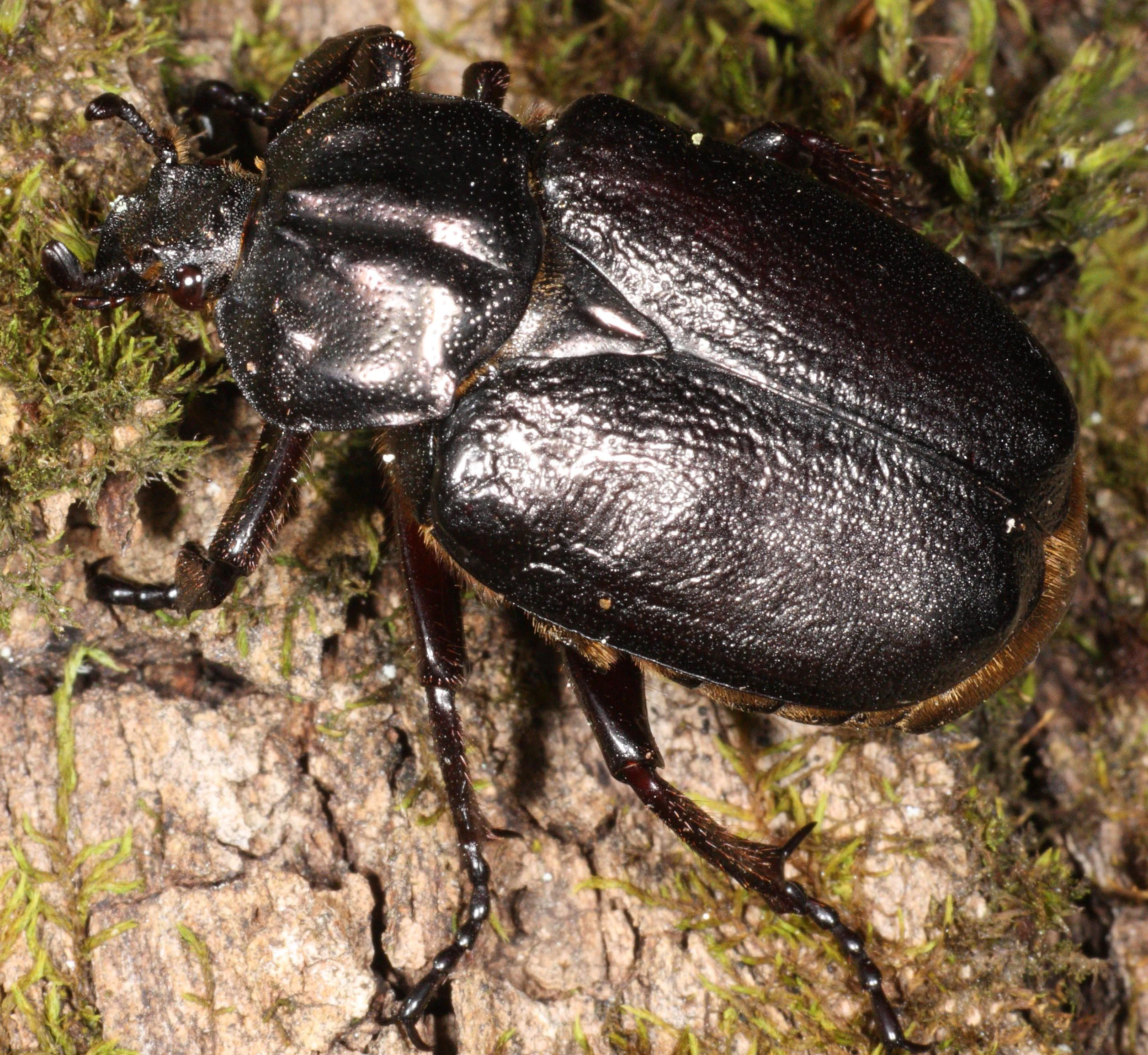 A close-up, high-angle shot of a shiny, dark-colored hermit beetle with a textured, rounded body standing on textured tree bark covered in patches of green moss.