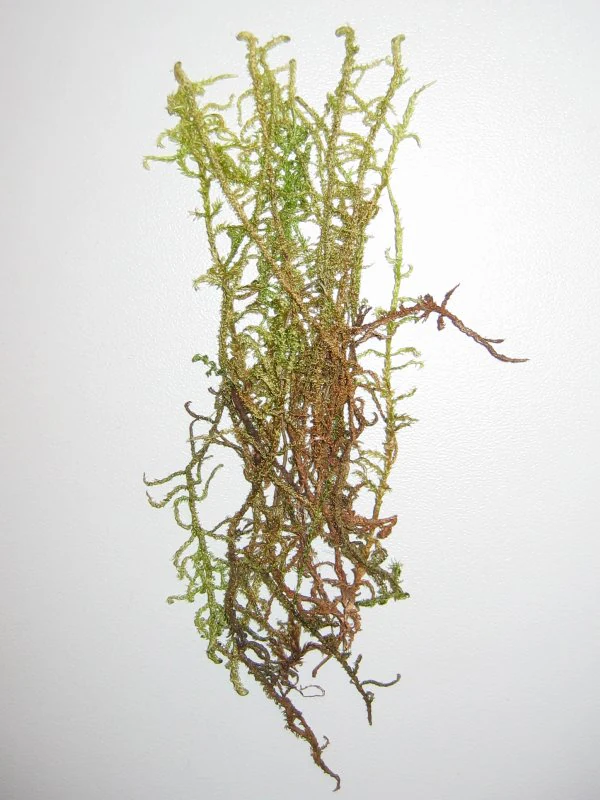 A cluster of varnished hook moss featuring long green and brownish stems isolated against a plain white background.