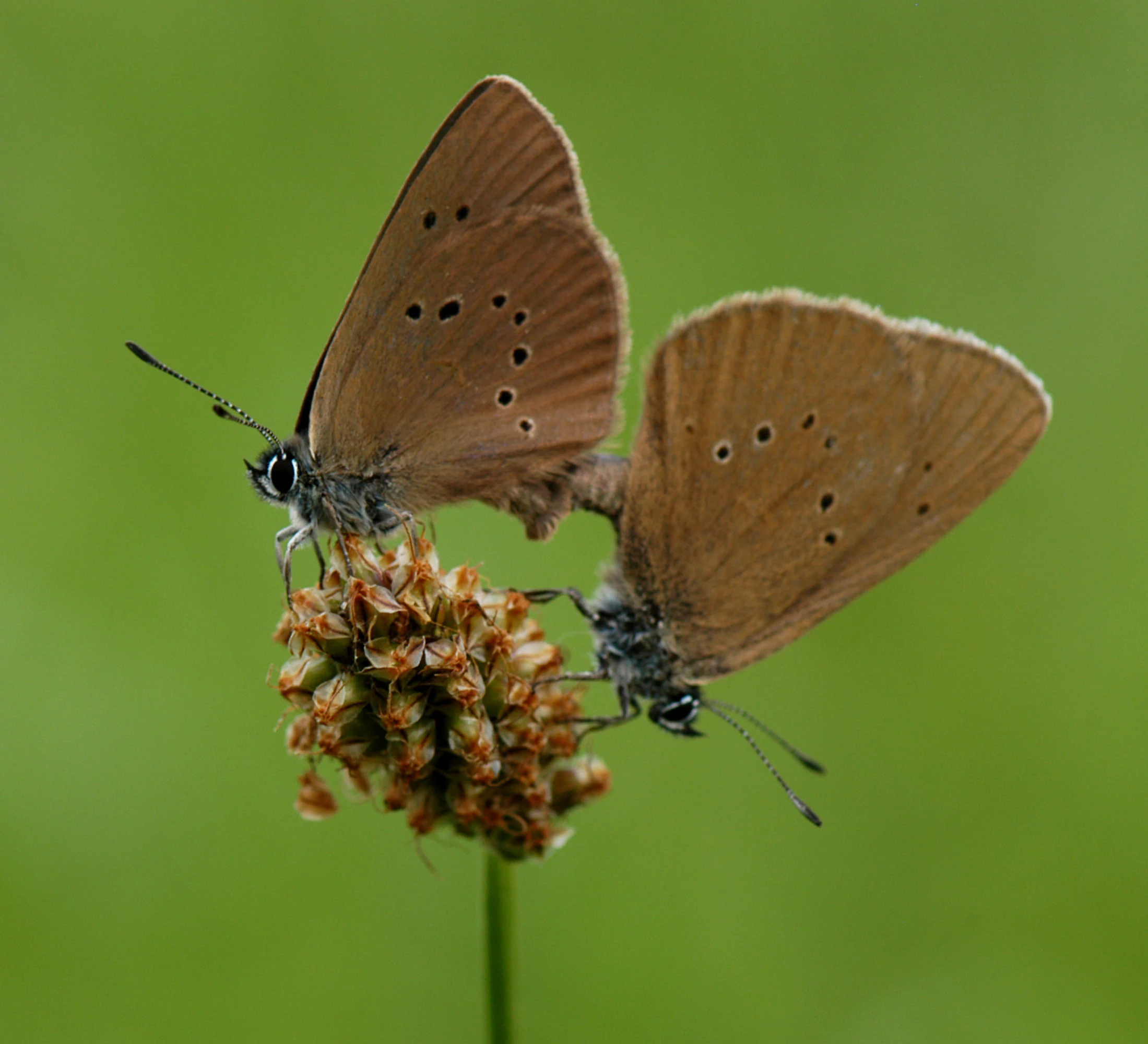 Two brown butterflies with dark spots on their wings, mating while perched on a small, textured flower head against a soft green background.