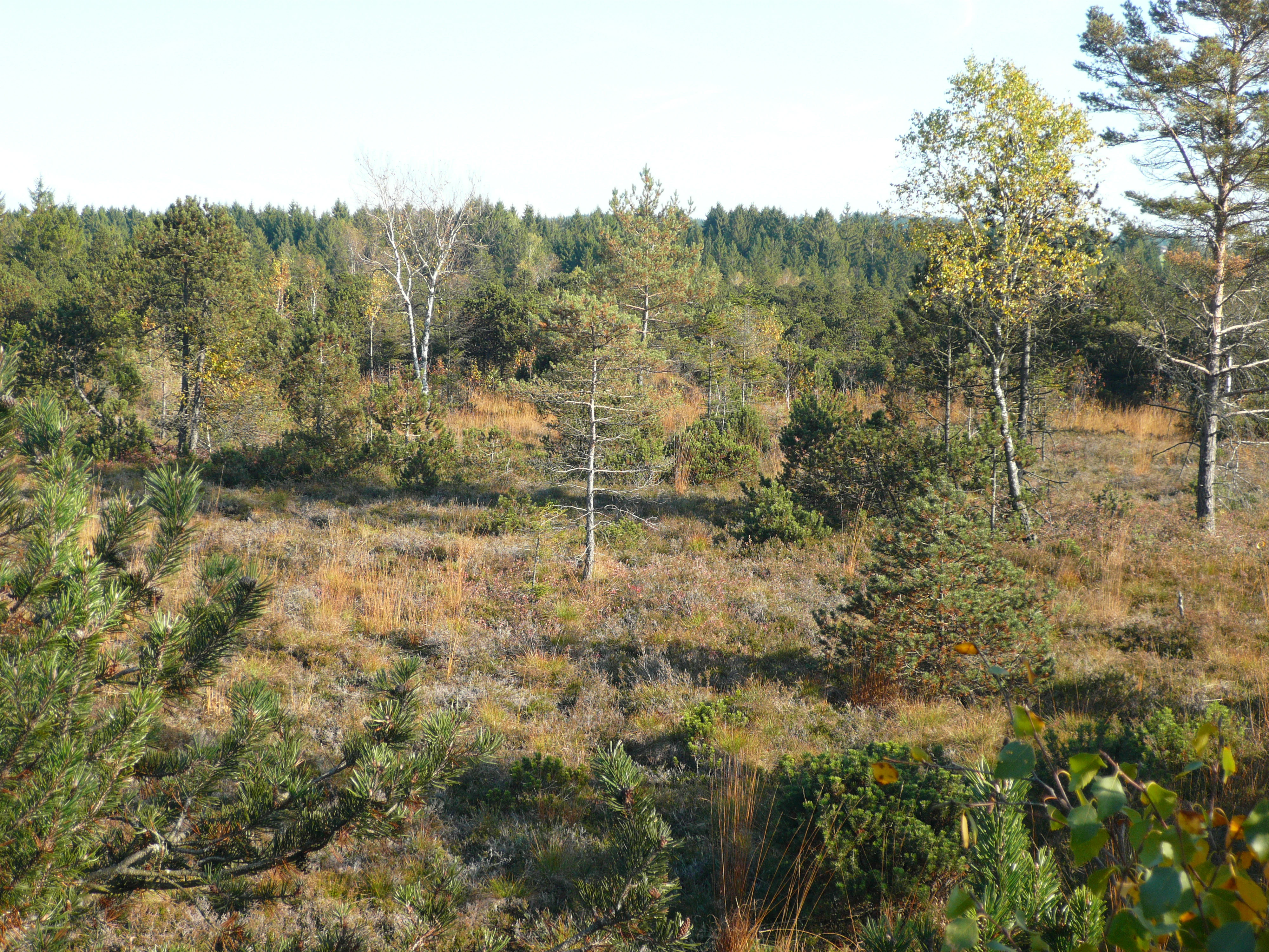 A view across a boggy moorland with scattered pine and birch trees in Baden-Württemberg, Germany.